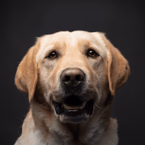 Labrador Retriever #DA024