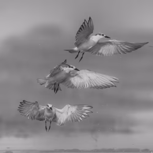 Glissando of Flight