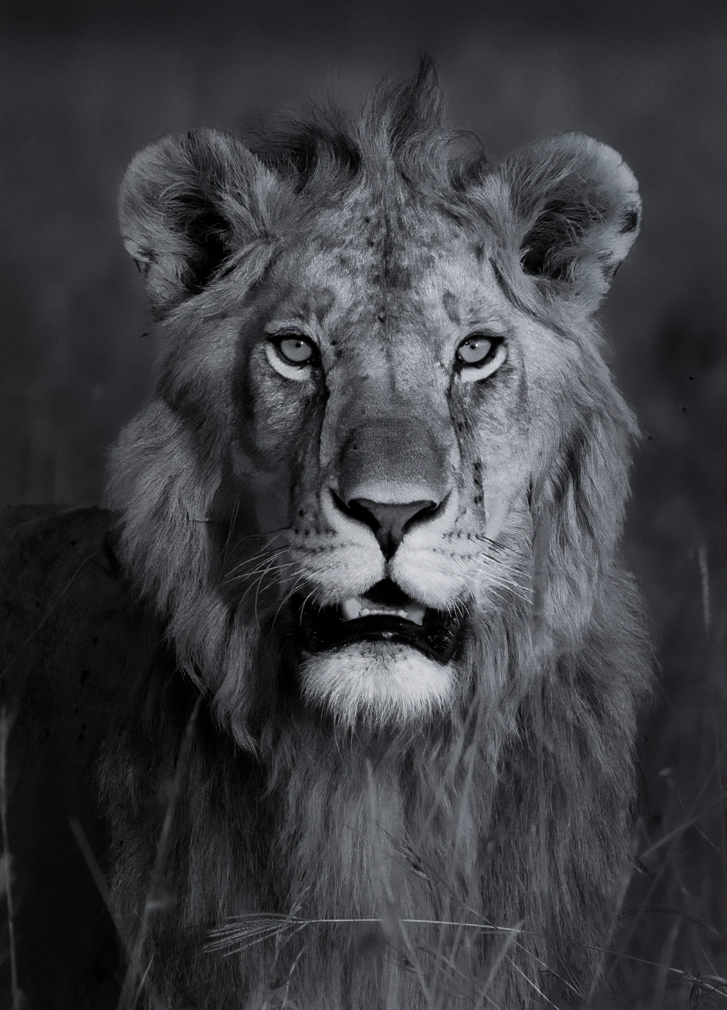 The Royal One