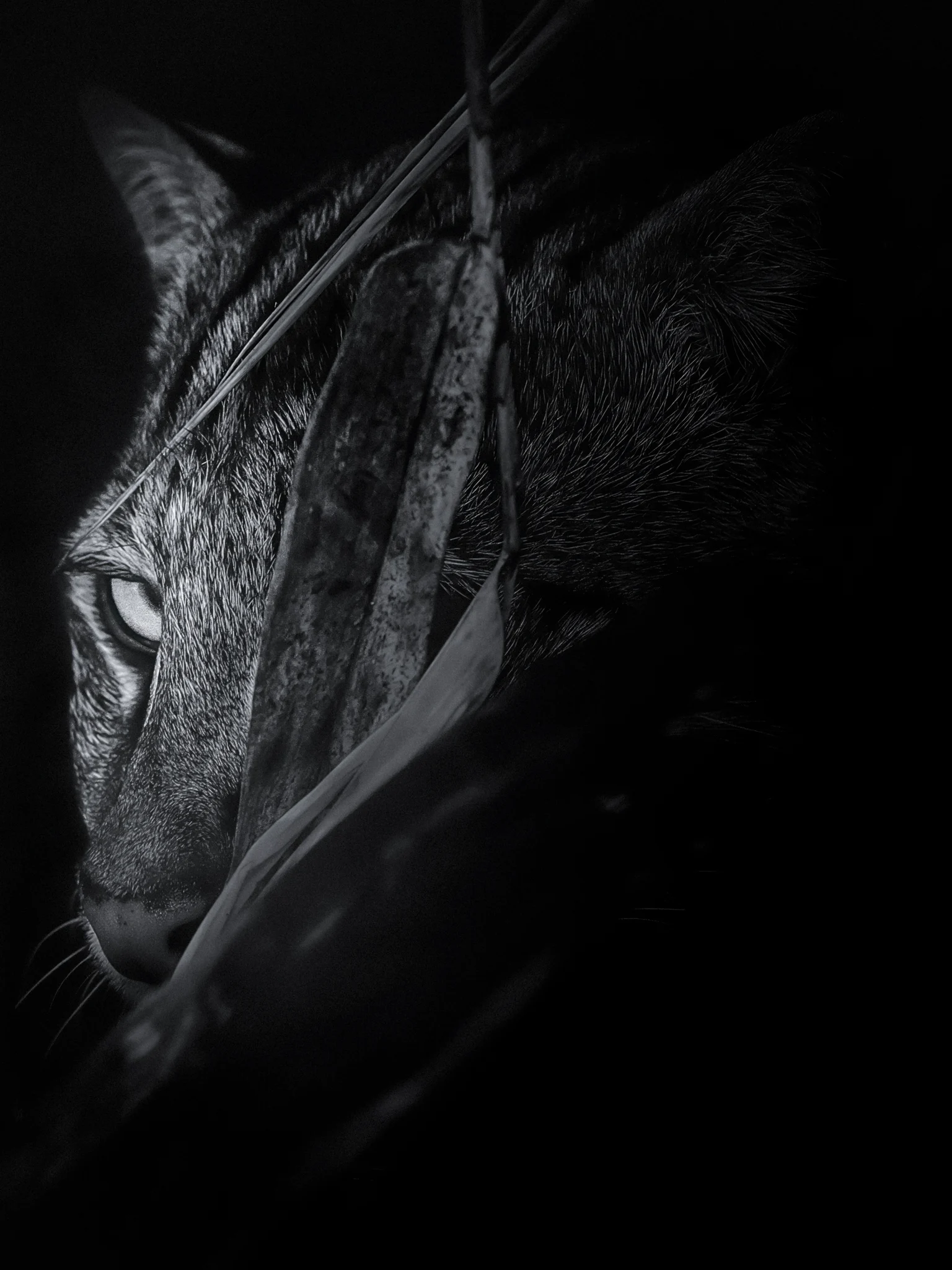 The Elusive One