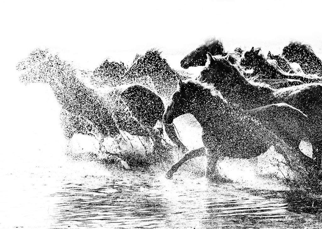 horses