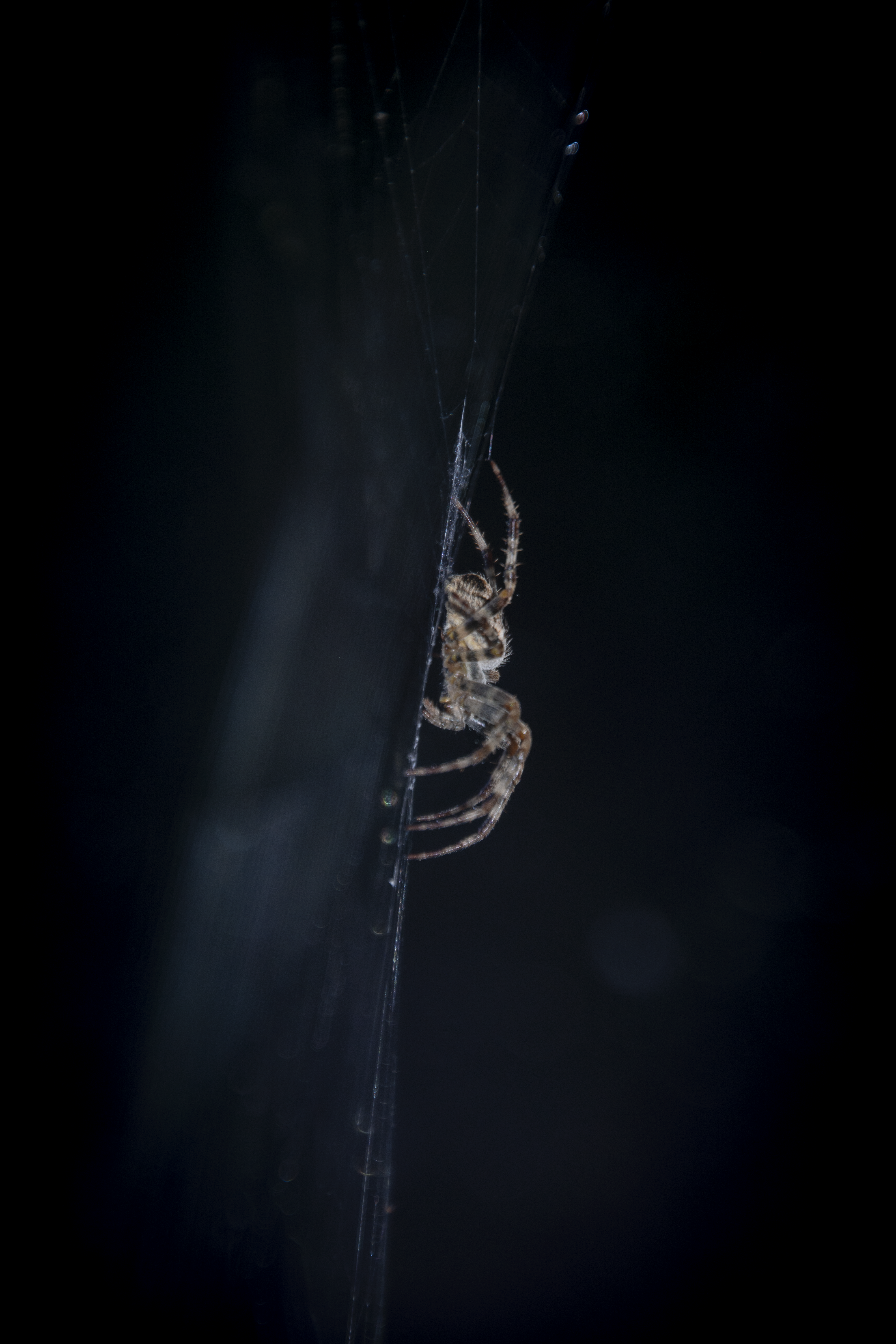 I Spider