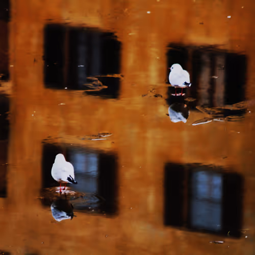 Perched Between Reality and Reflection