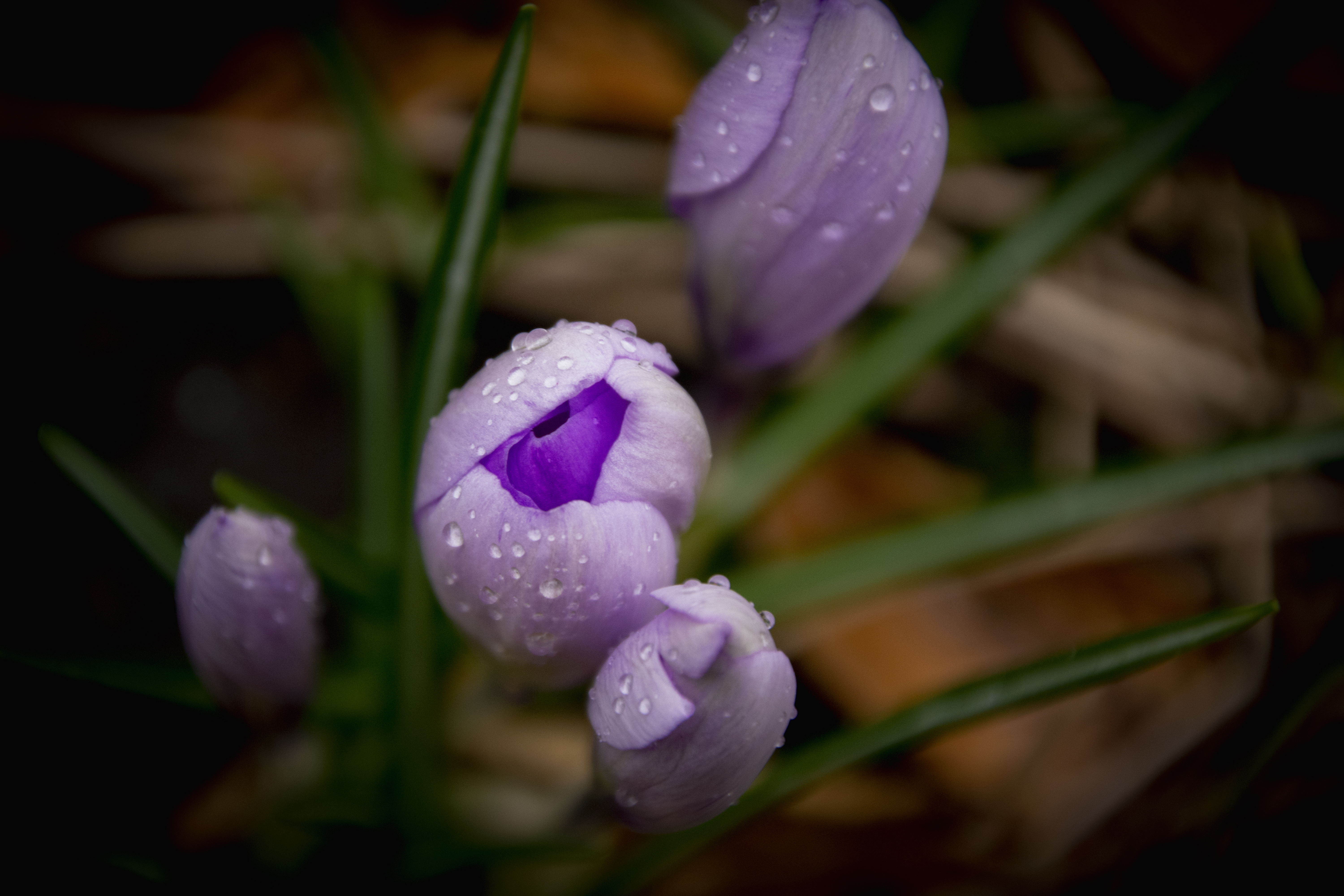 Spring Lilacs and Drops