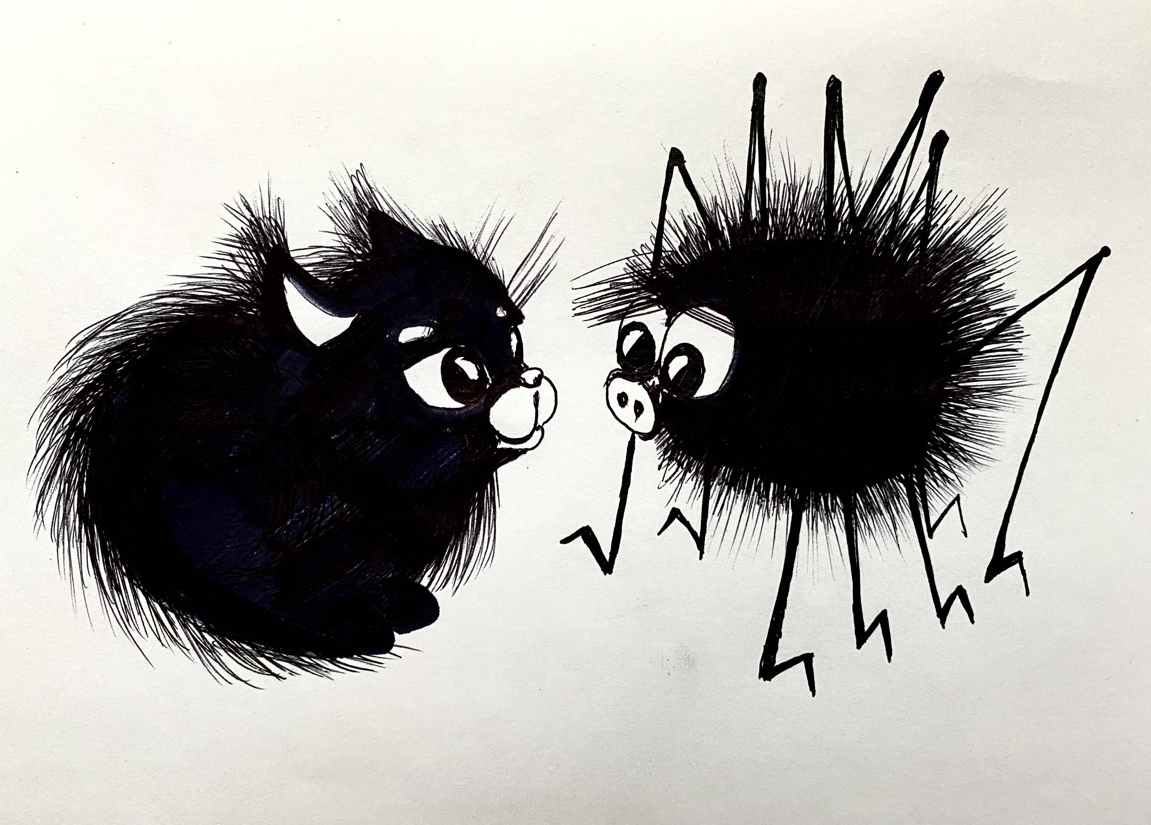 Spider