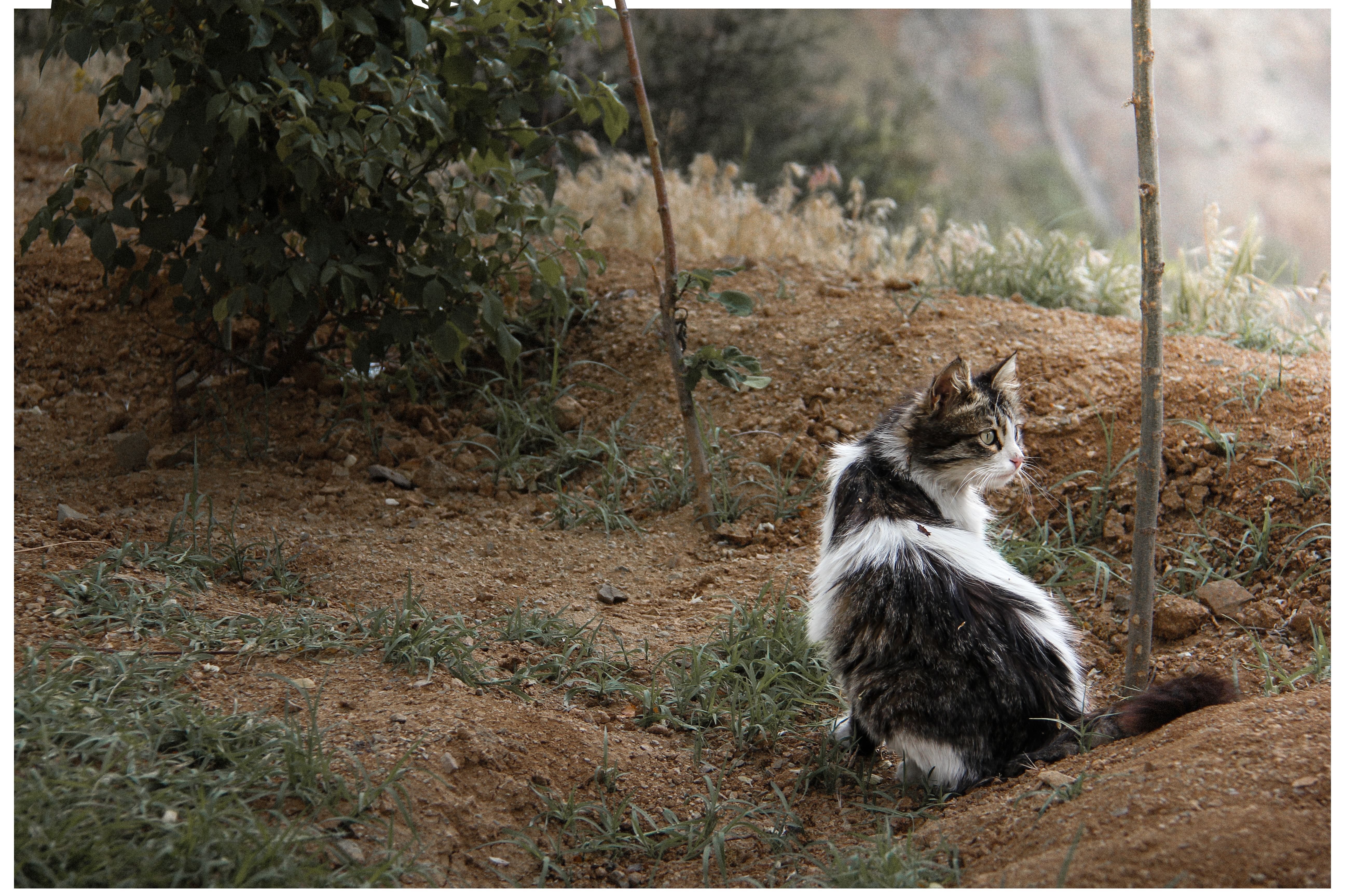 Free Cat