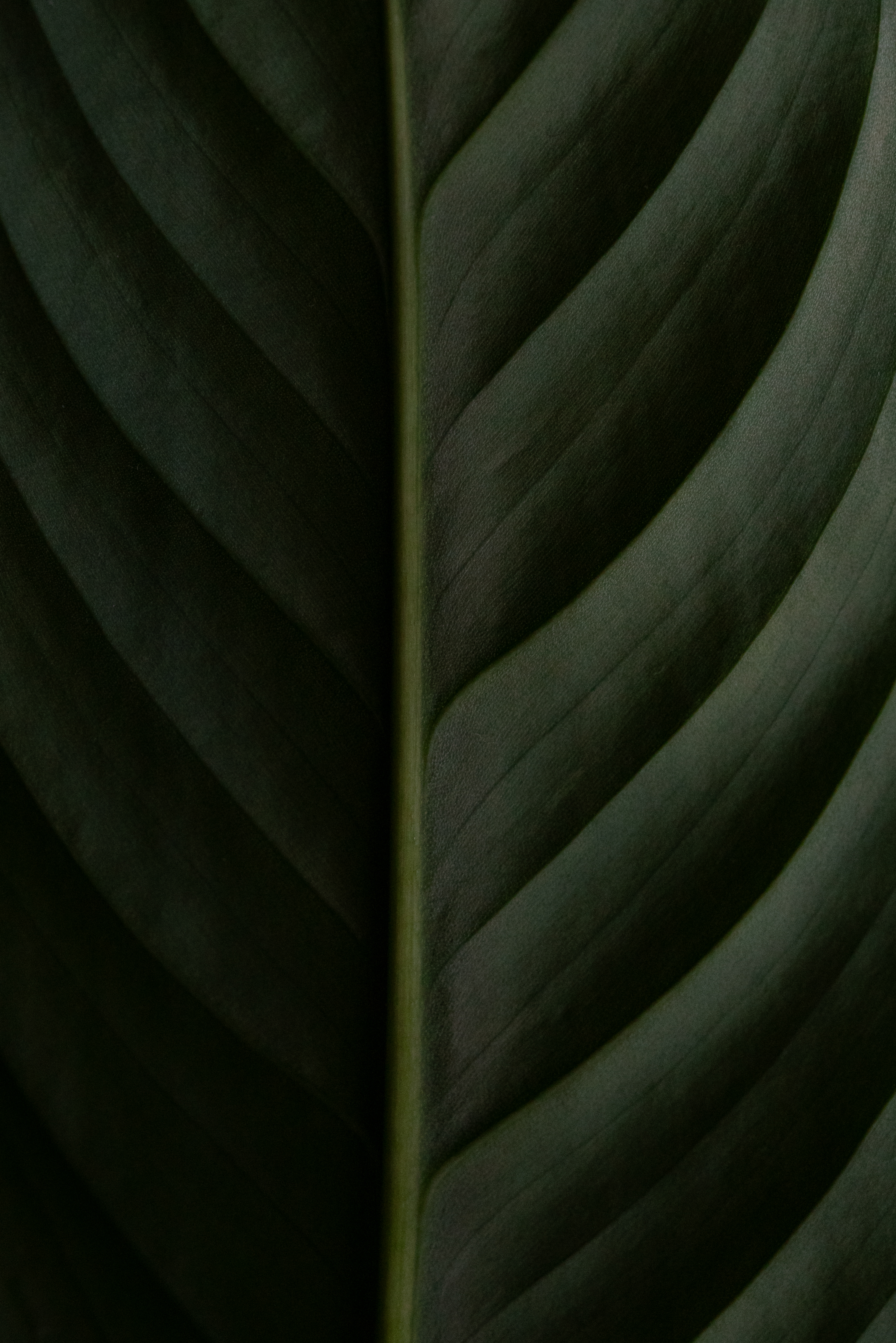 Wild Lines
