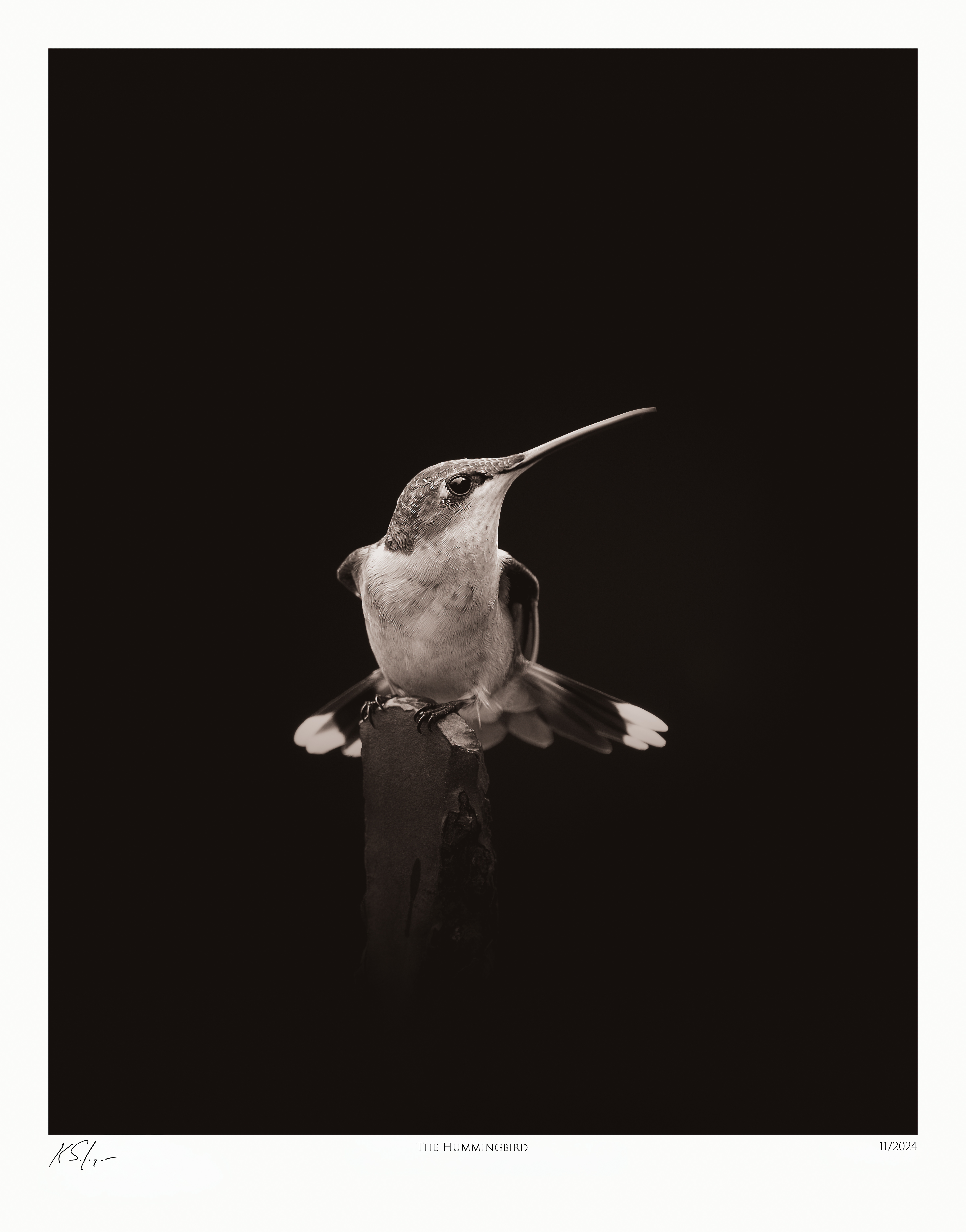 The Hummingbird