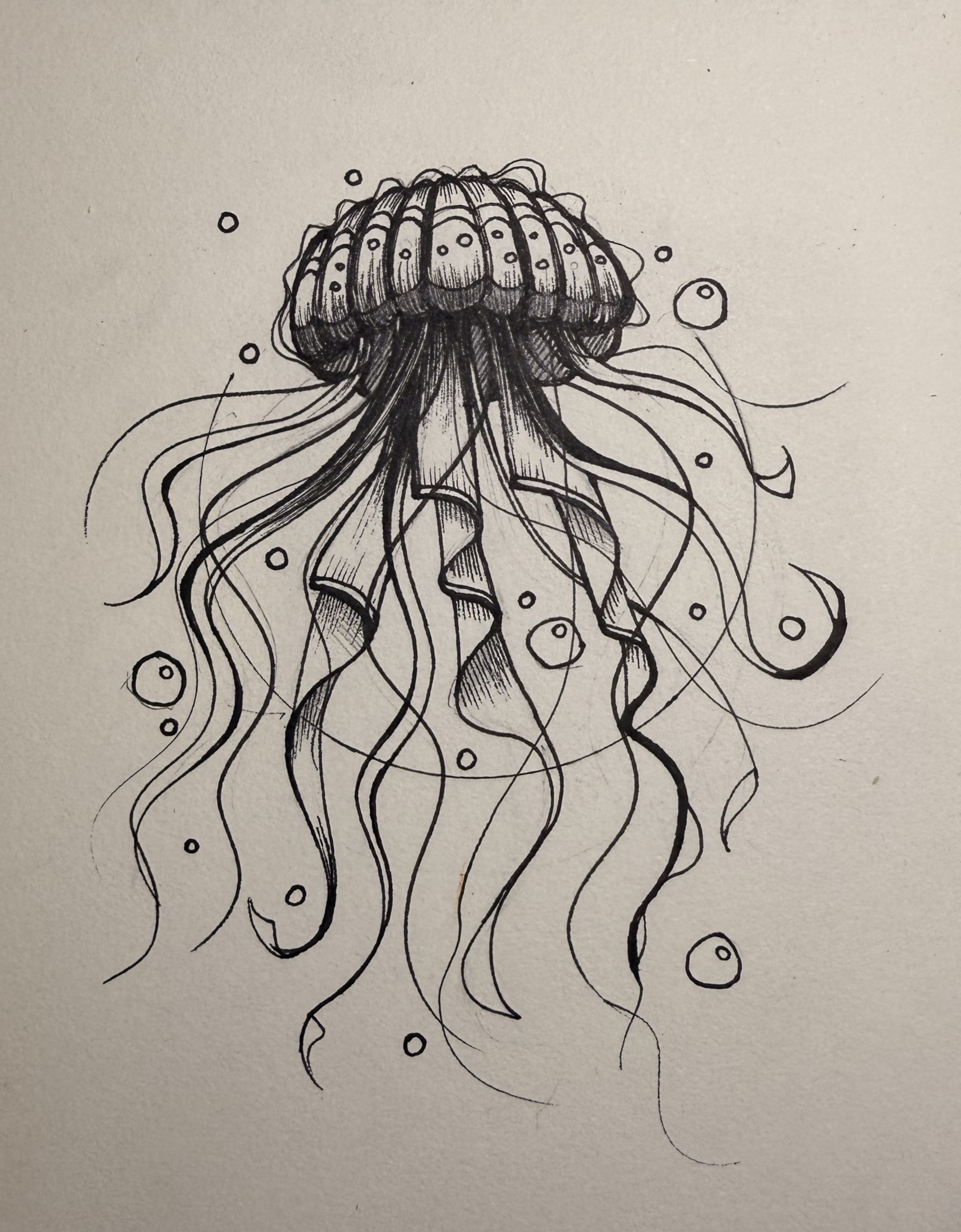 Jellyfish