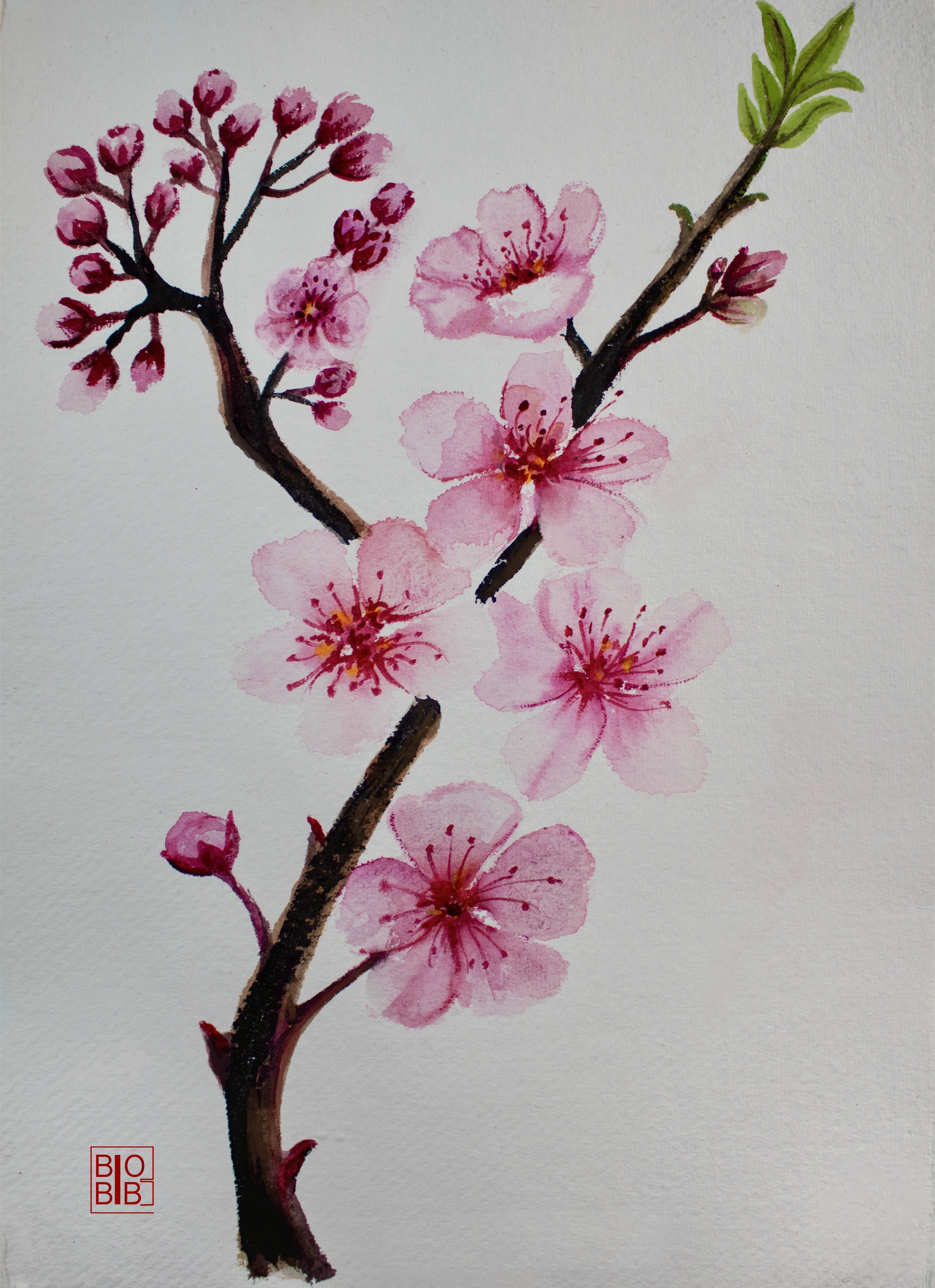 Sakura