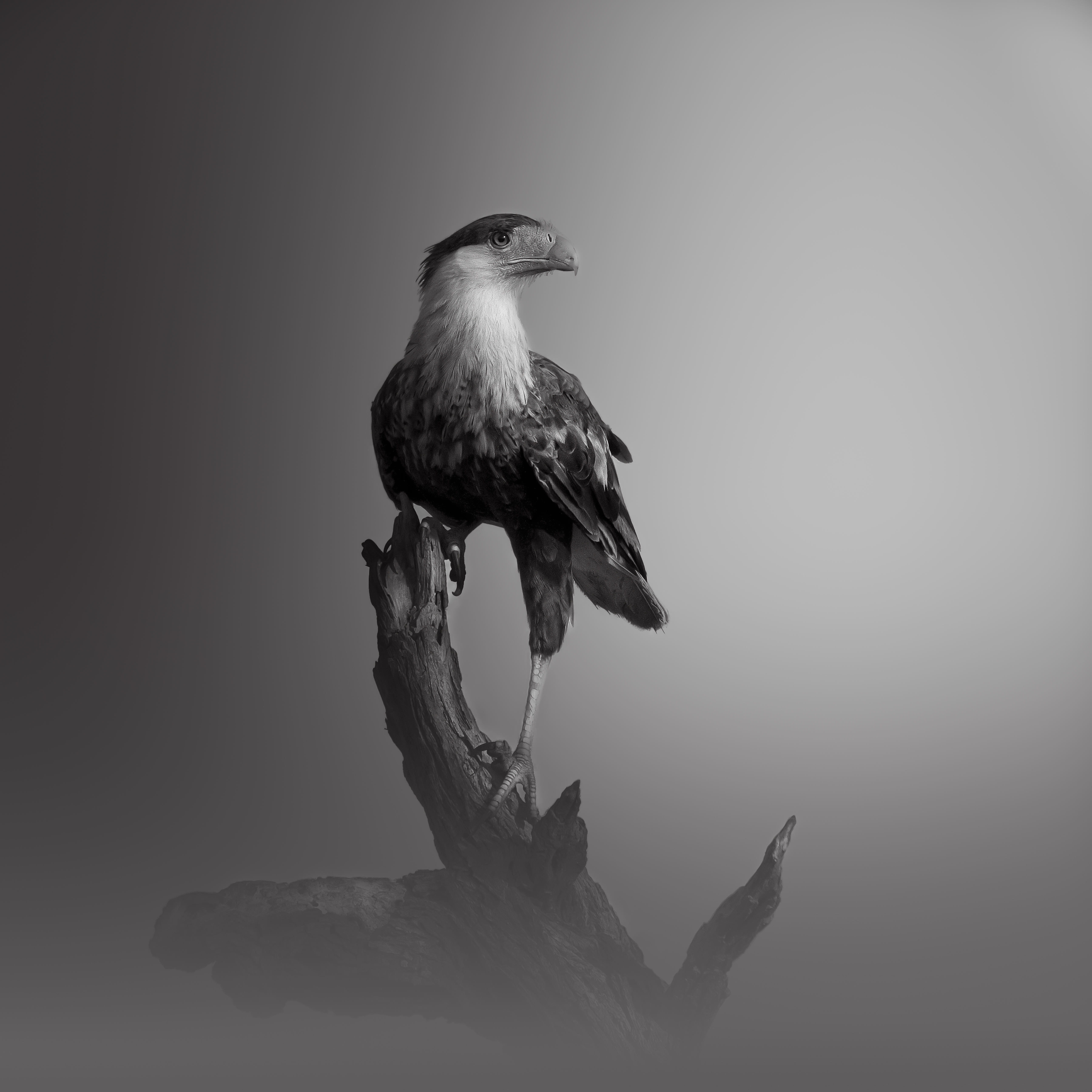 Raptor's Roost