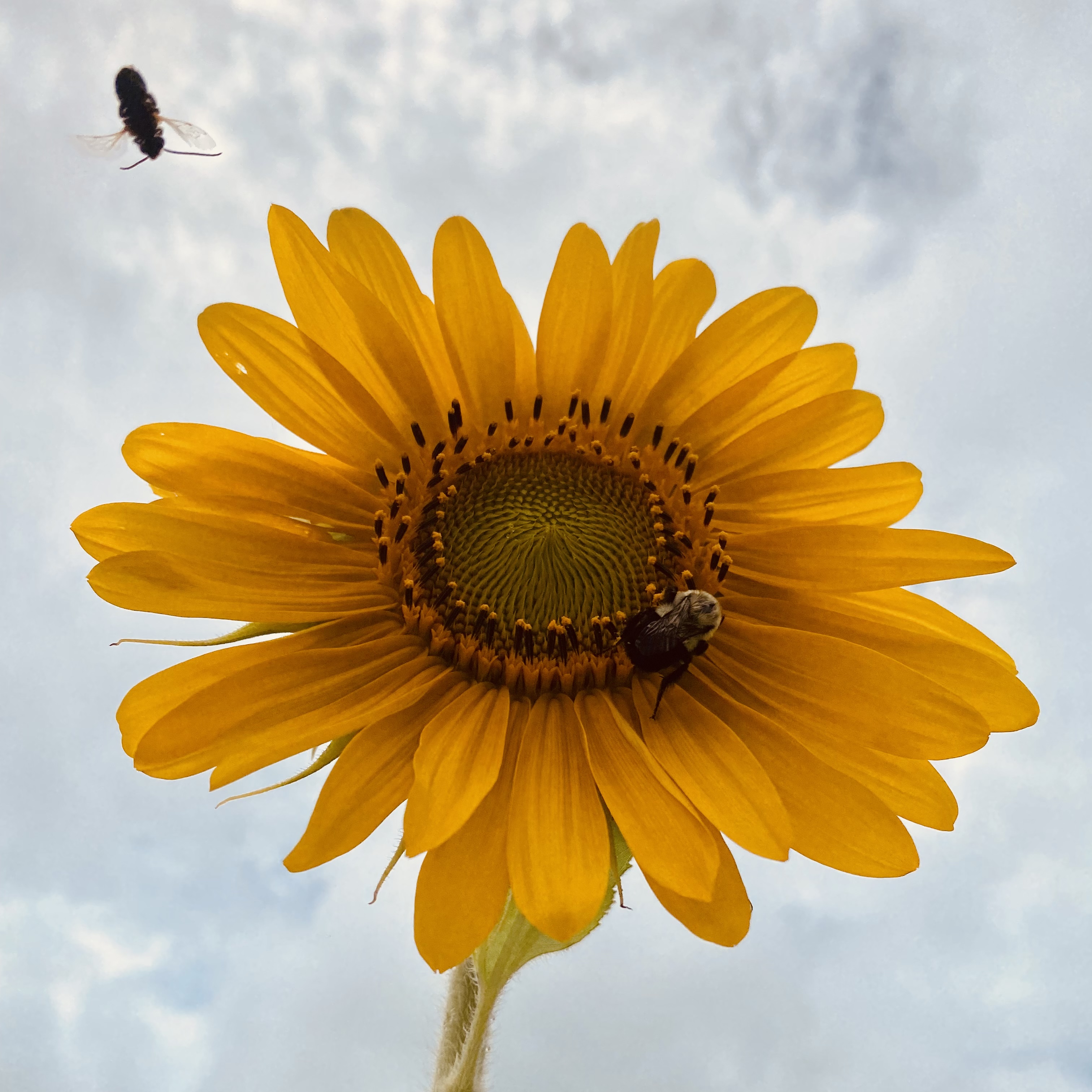 ๐ป Keep it Simple Sunflower 2.1 ๐ป