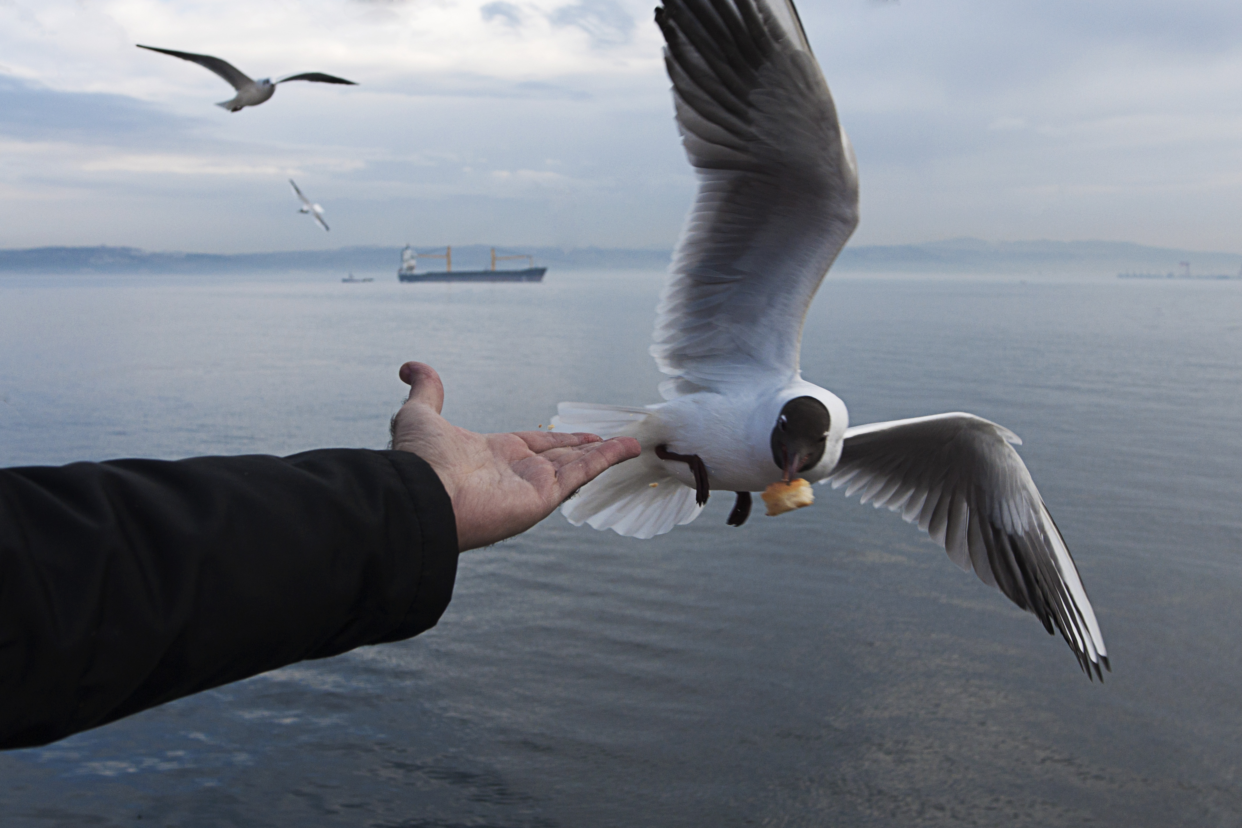 Seagull