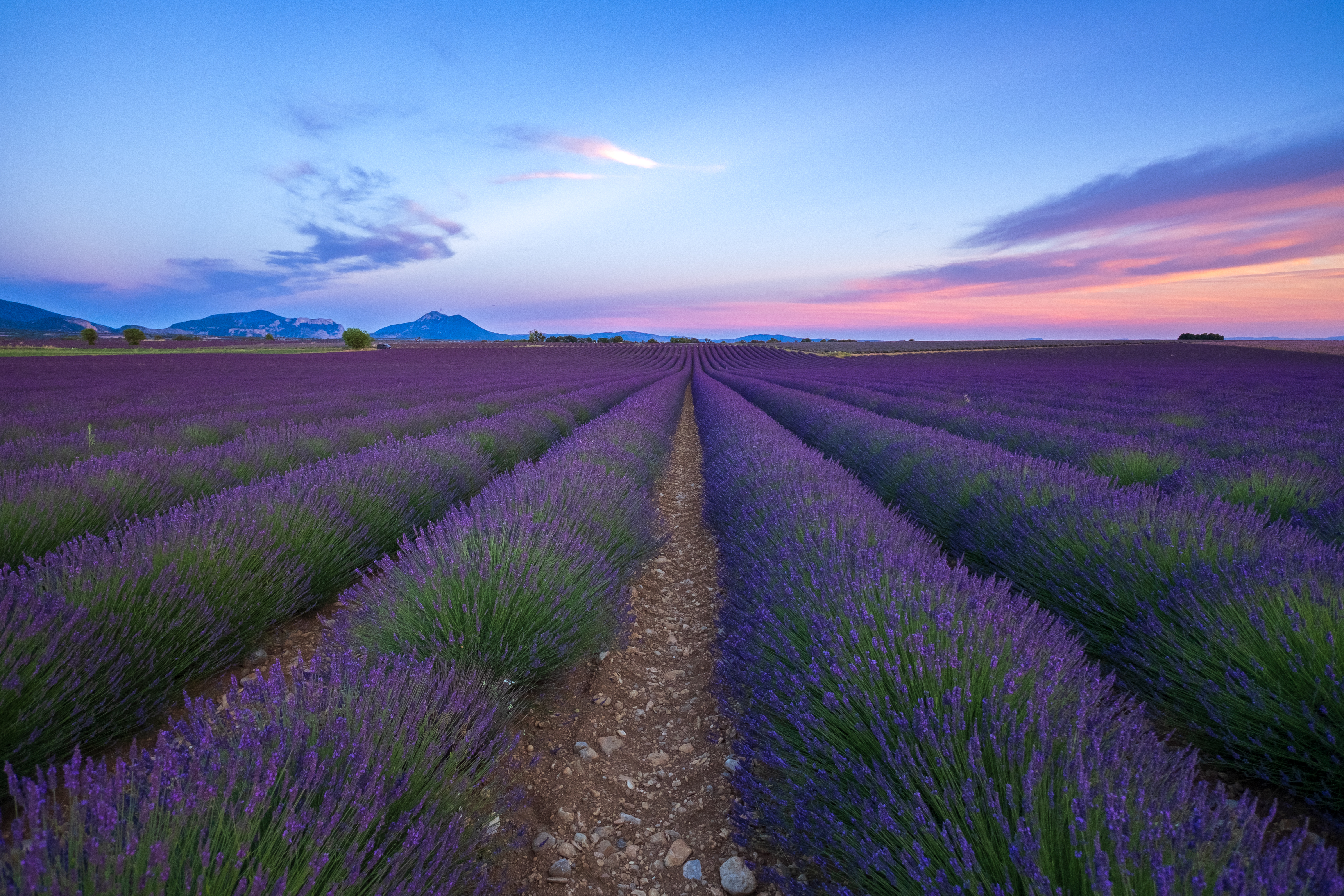 Lavender Fields