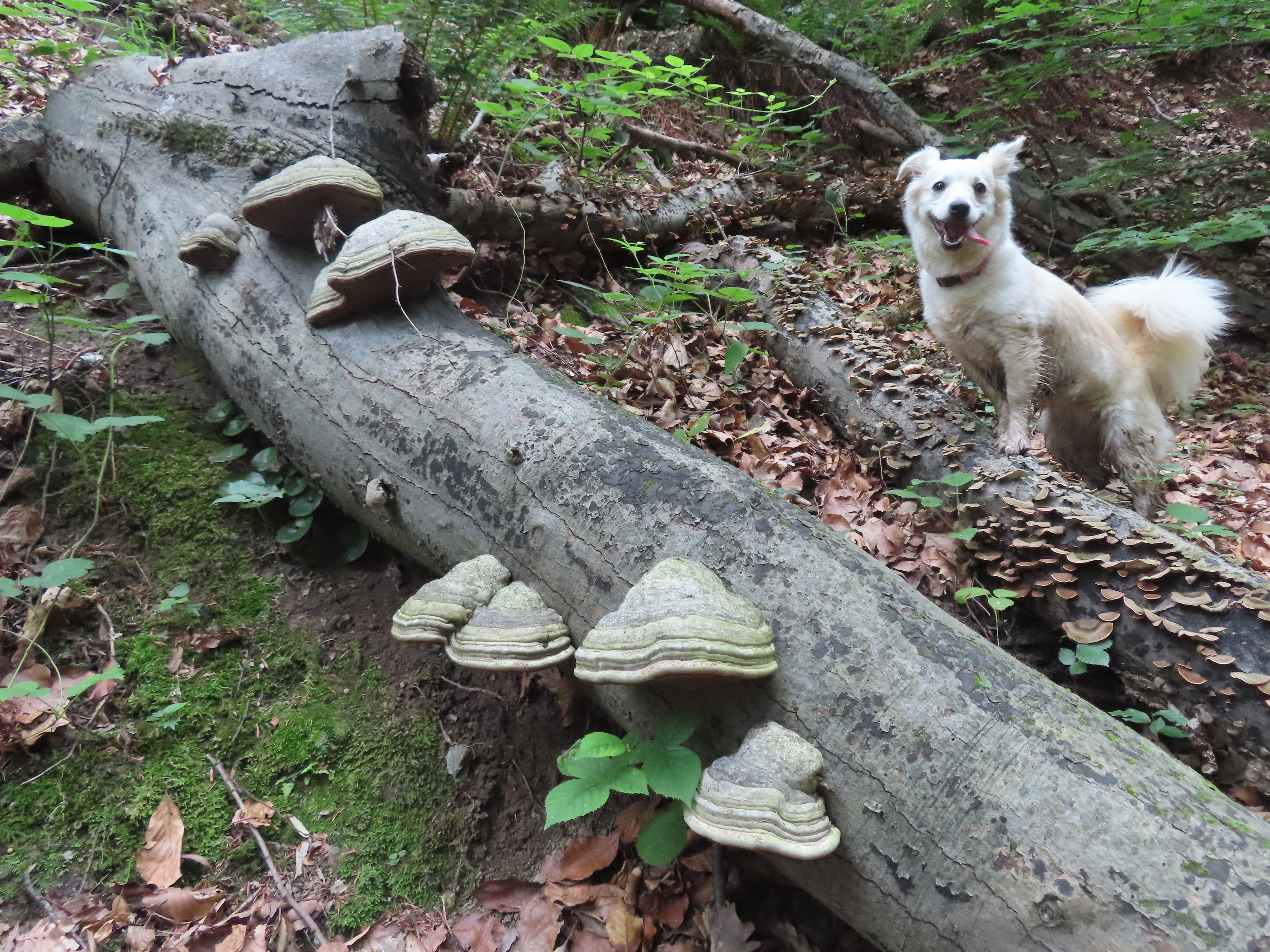 Simba in Mushroom Heaven
