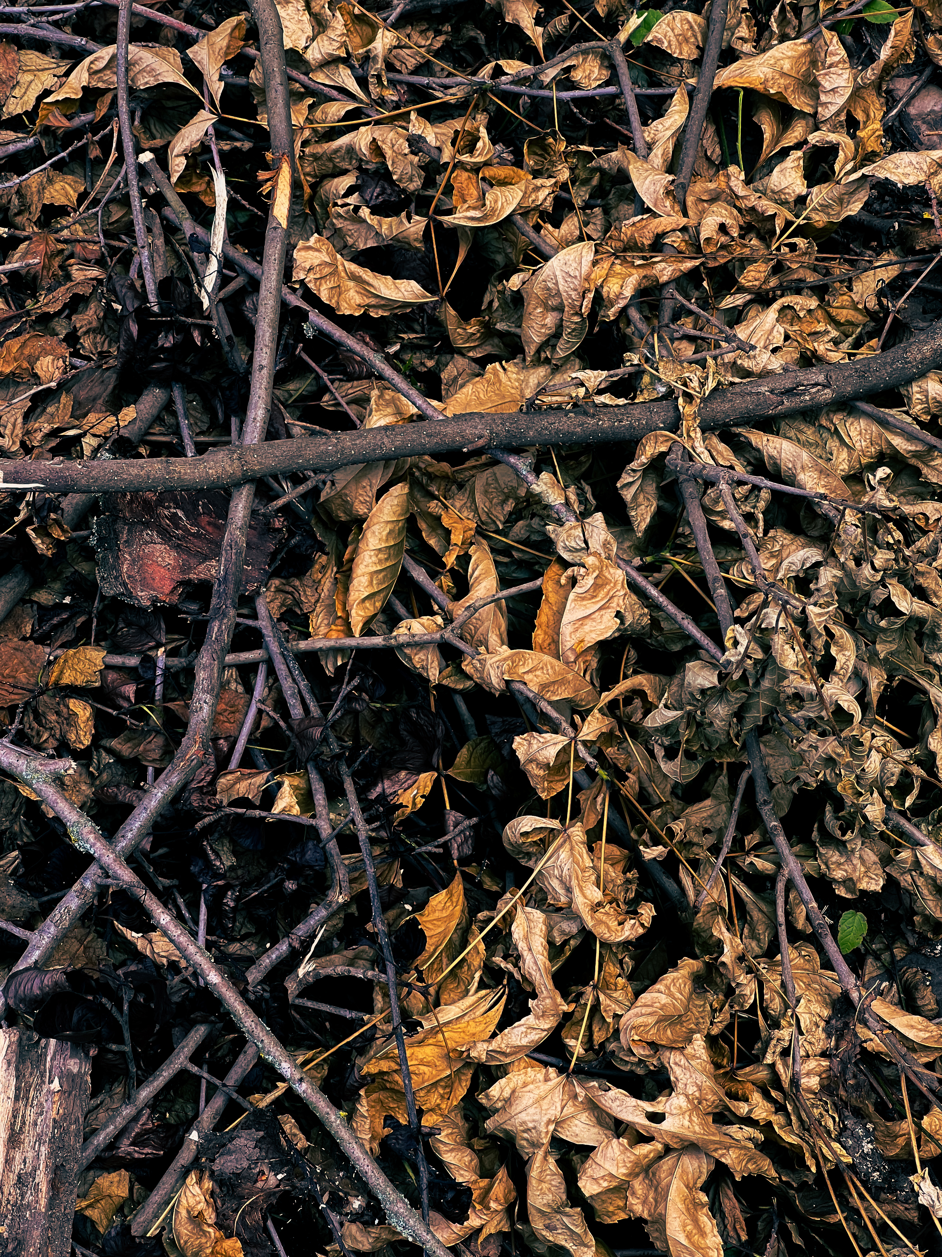 The smell of the autumn ground #3