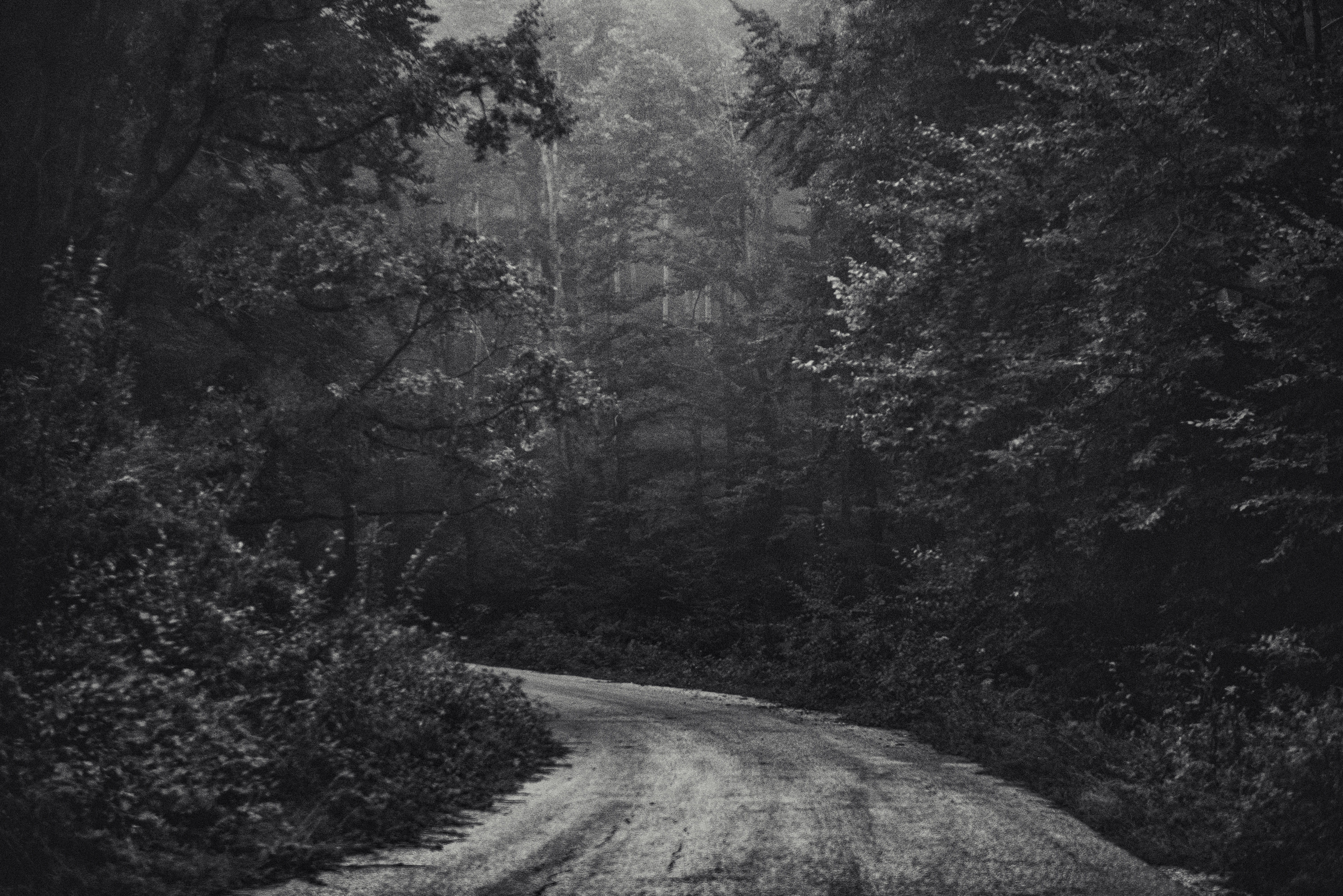 Smell of the Forest