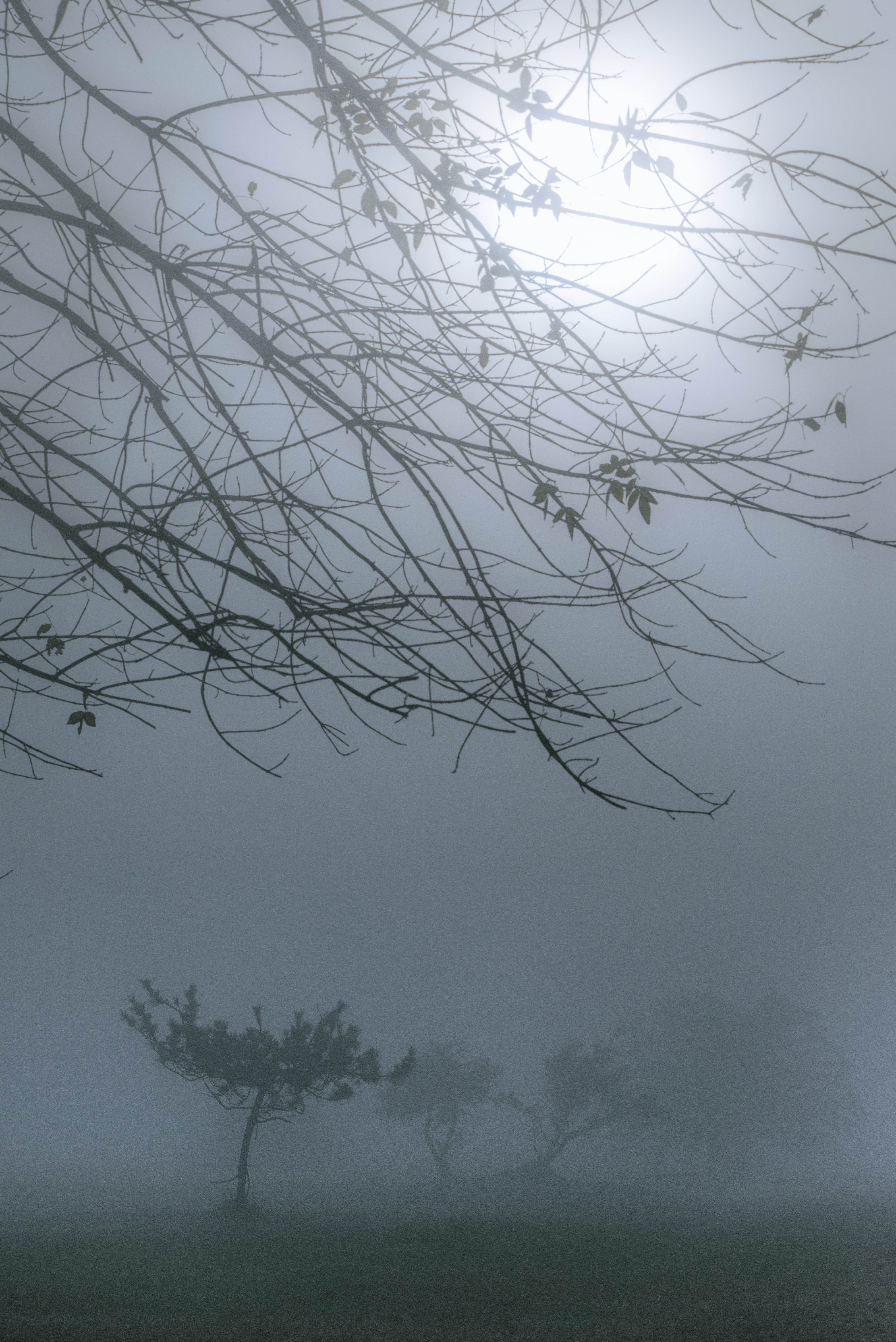 Blue Morning