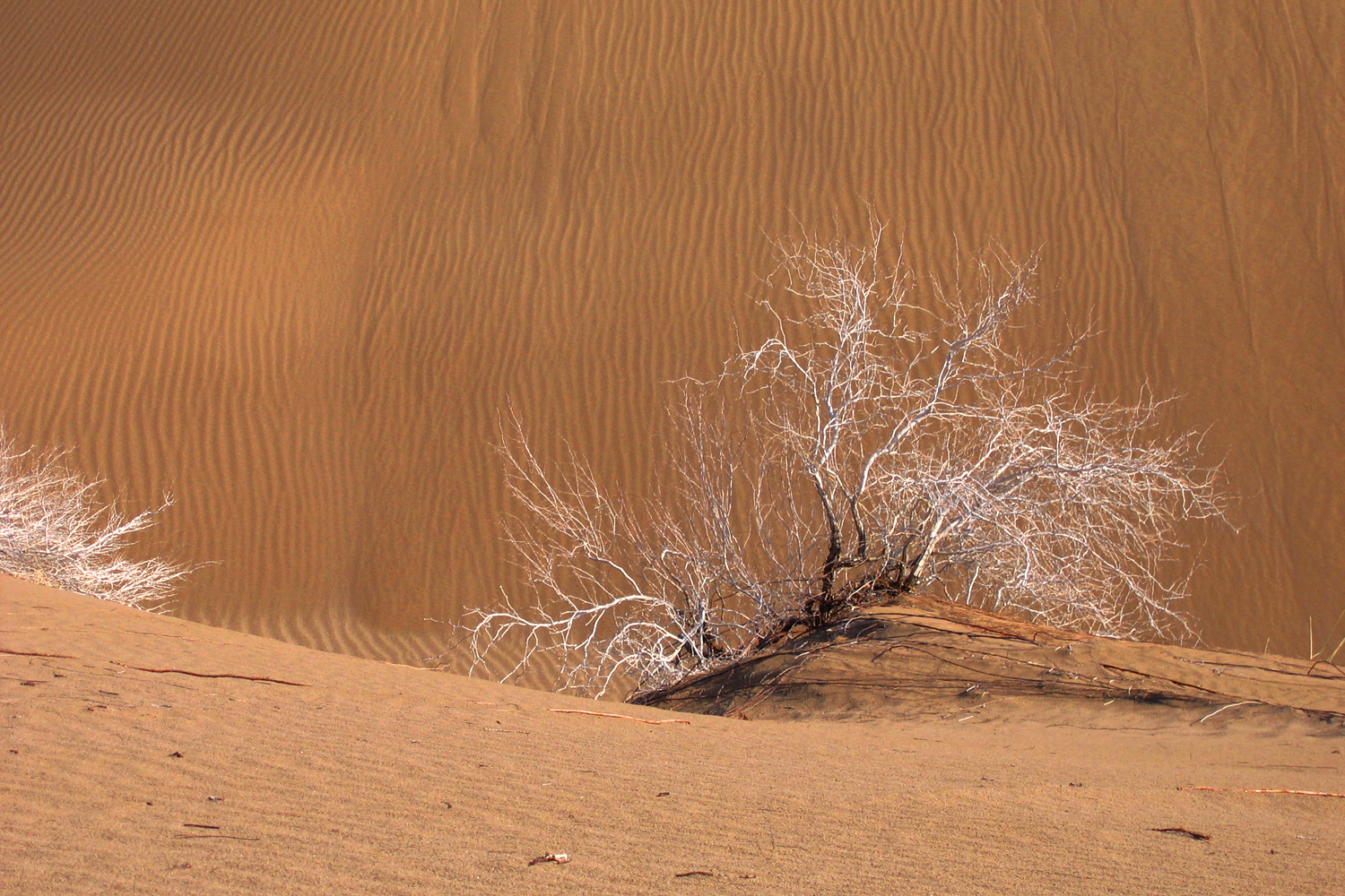 desert