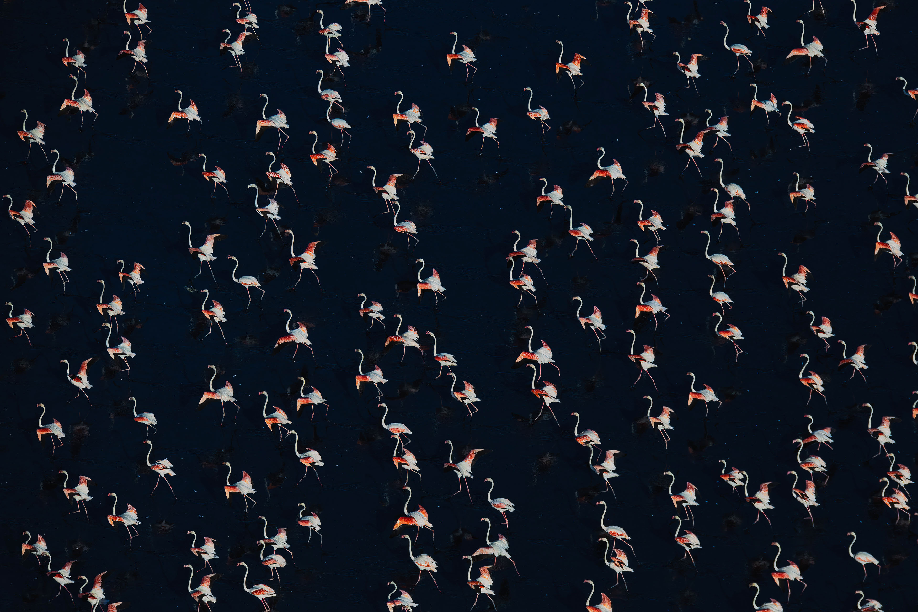 Flamingos