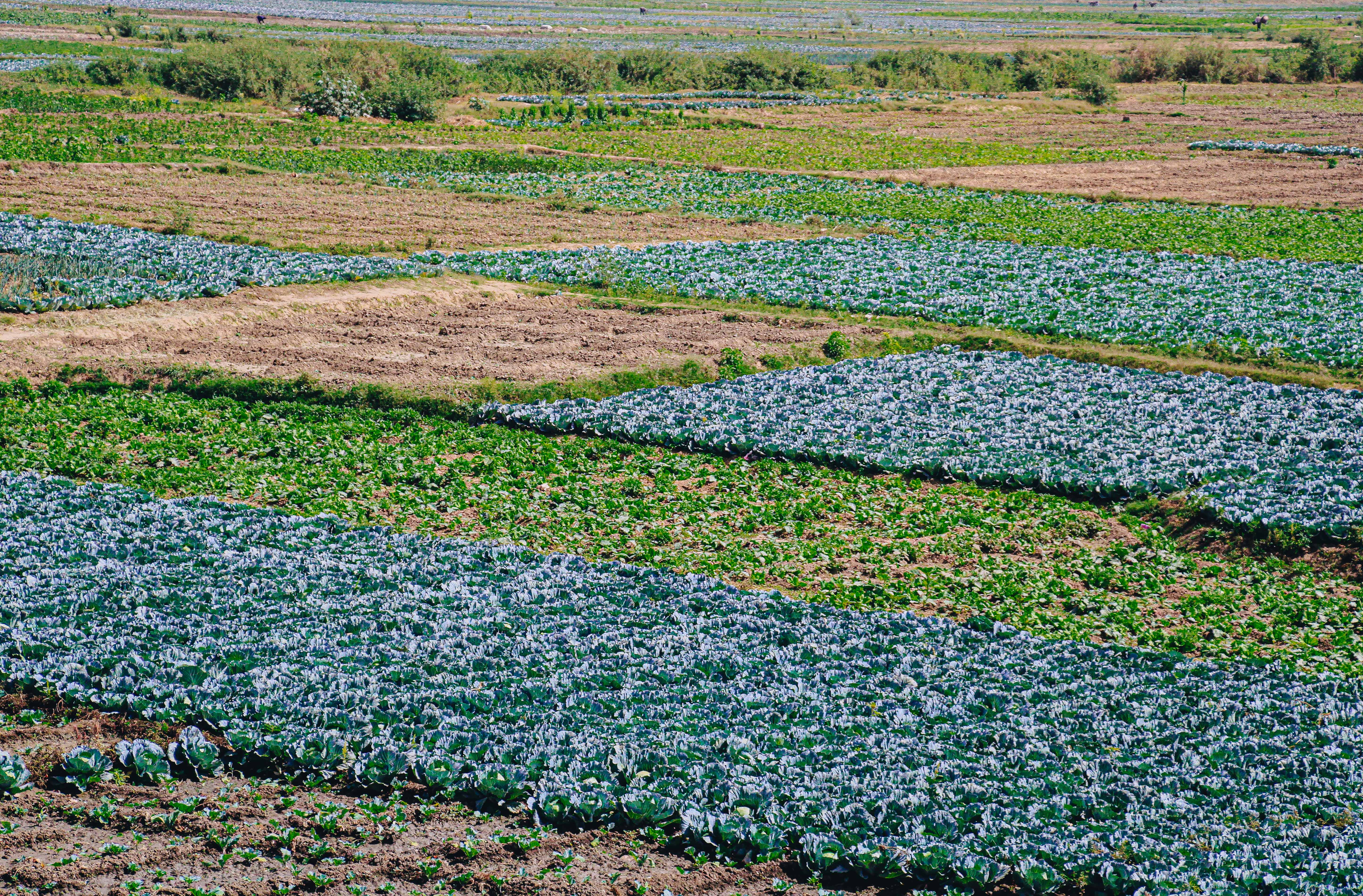 Beauty of Farming