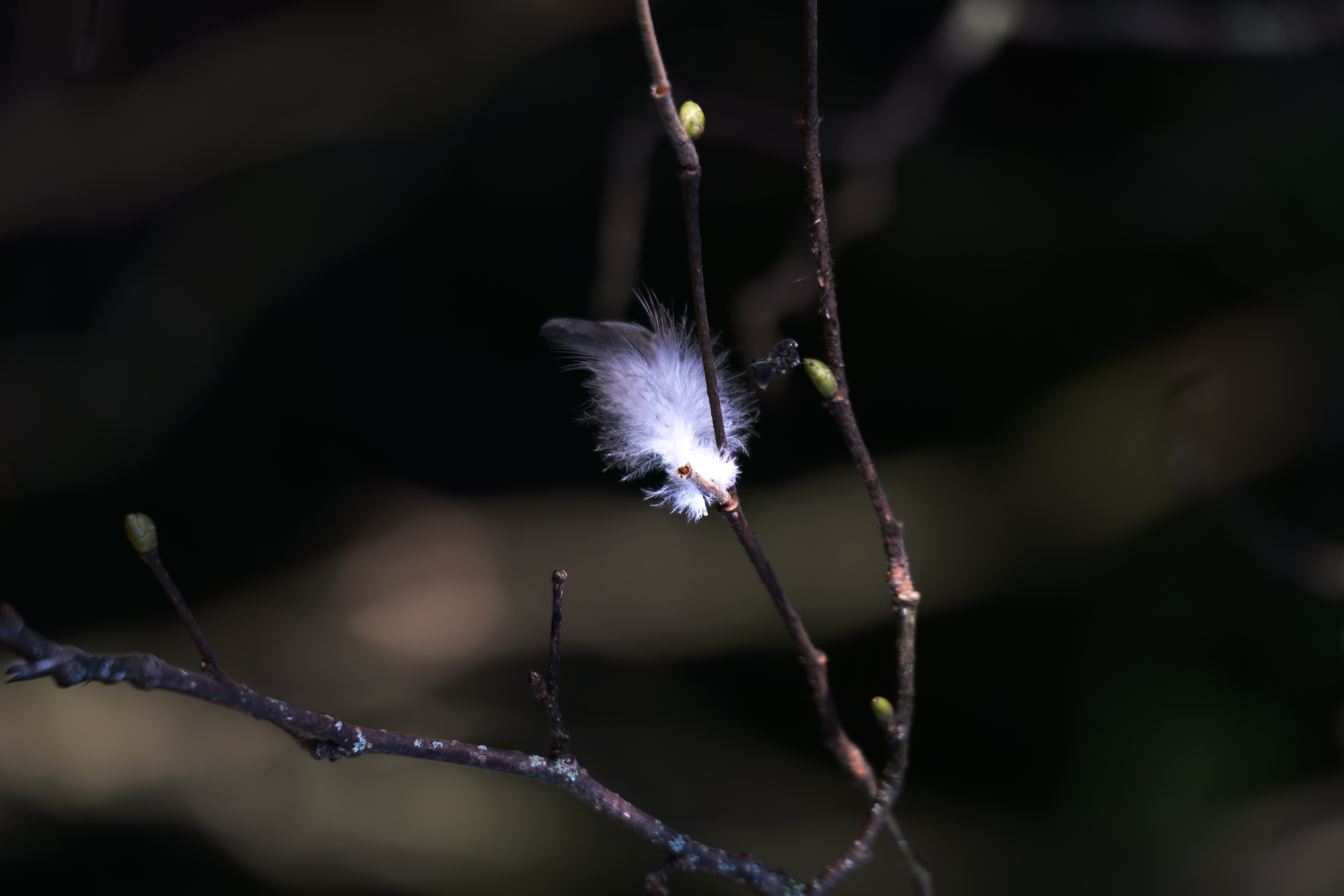 Feather The Story