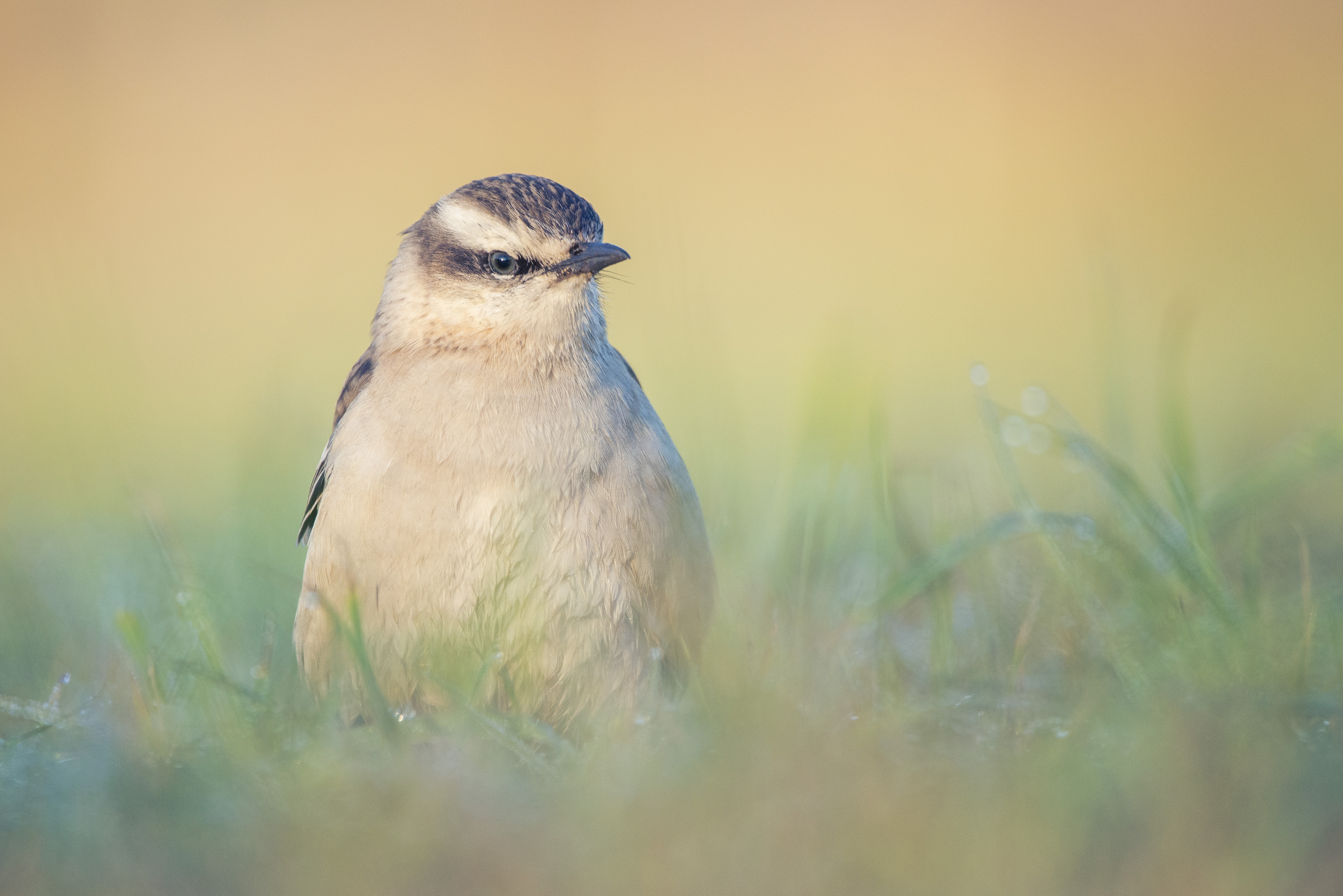 Mimus