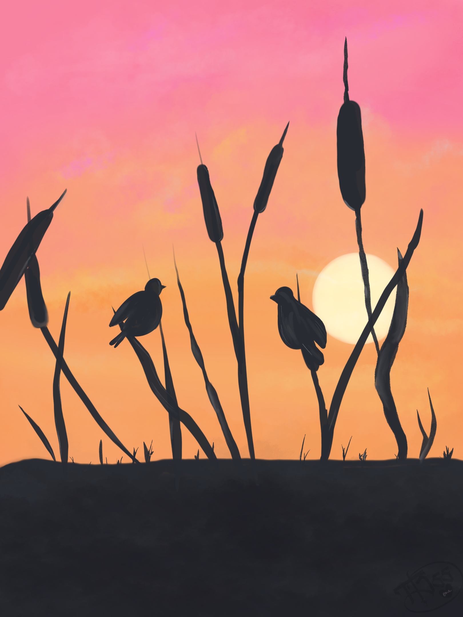 The Marsh