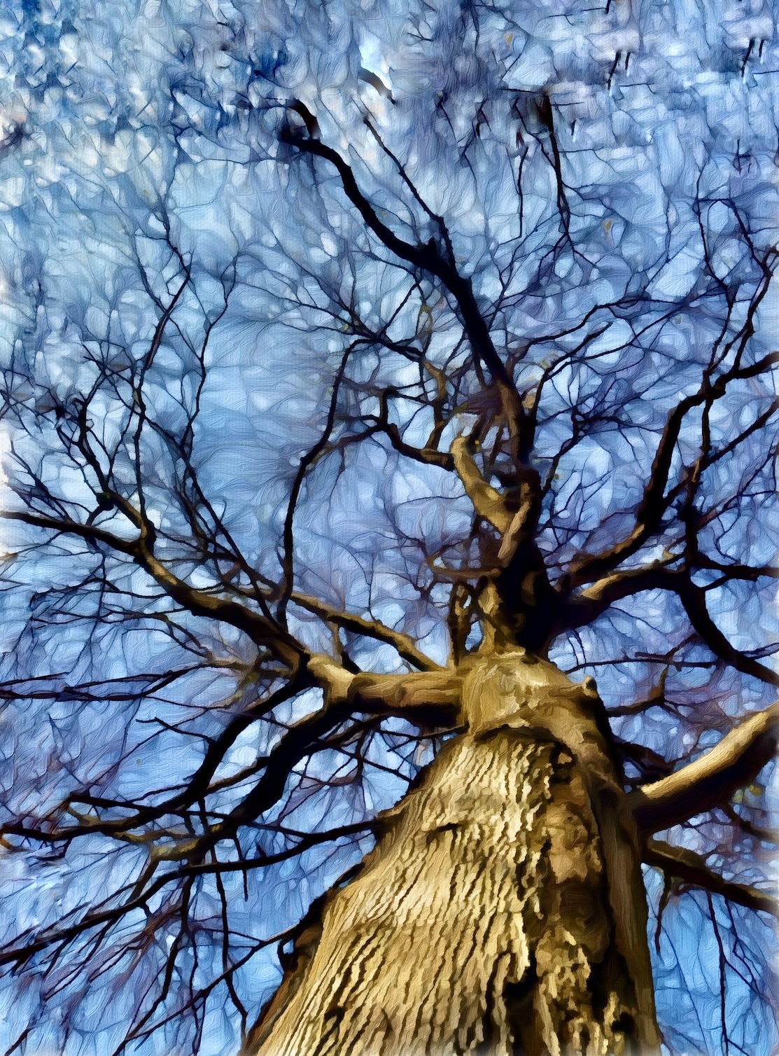 "The tree that saved me."
