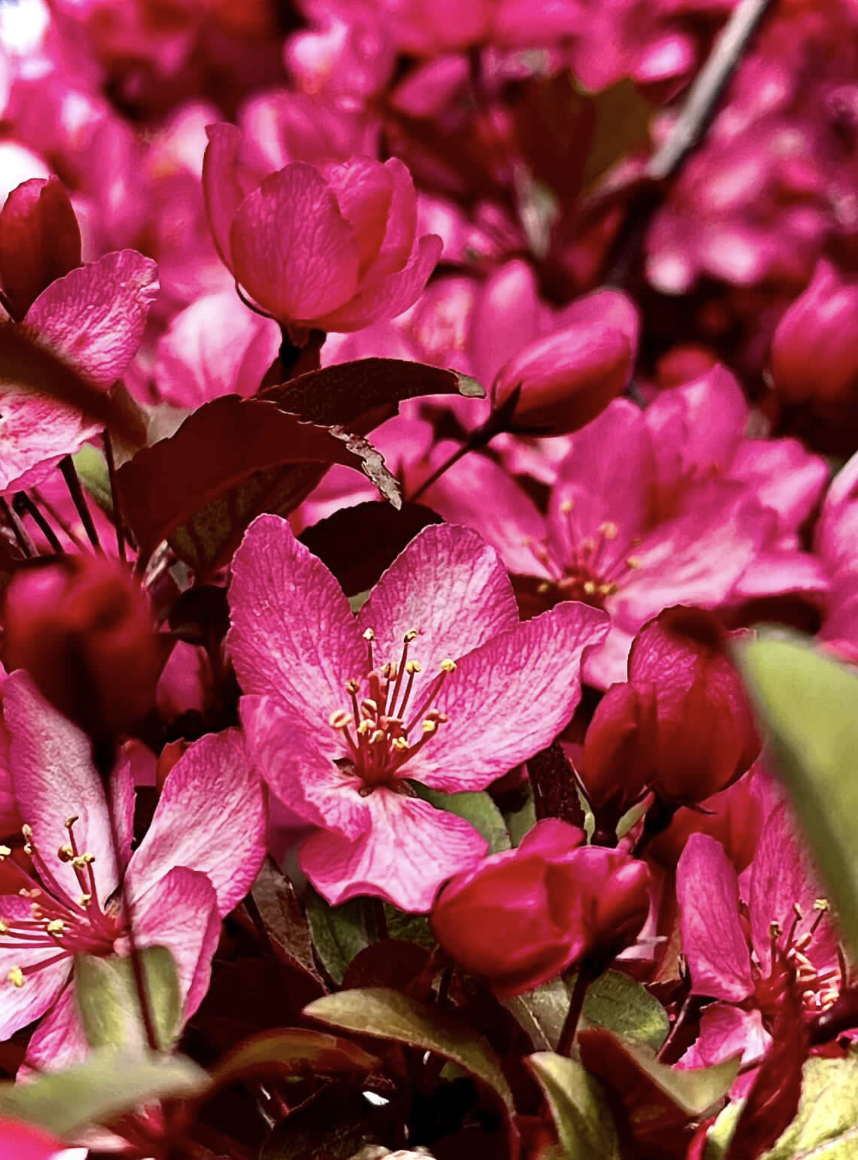 Spring Time Bloom