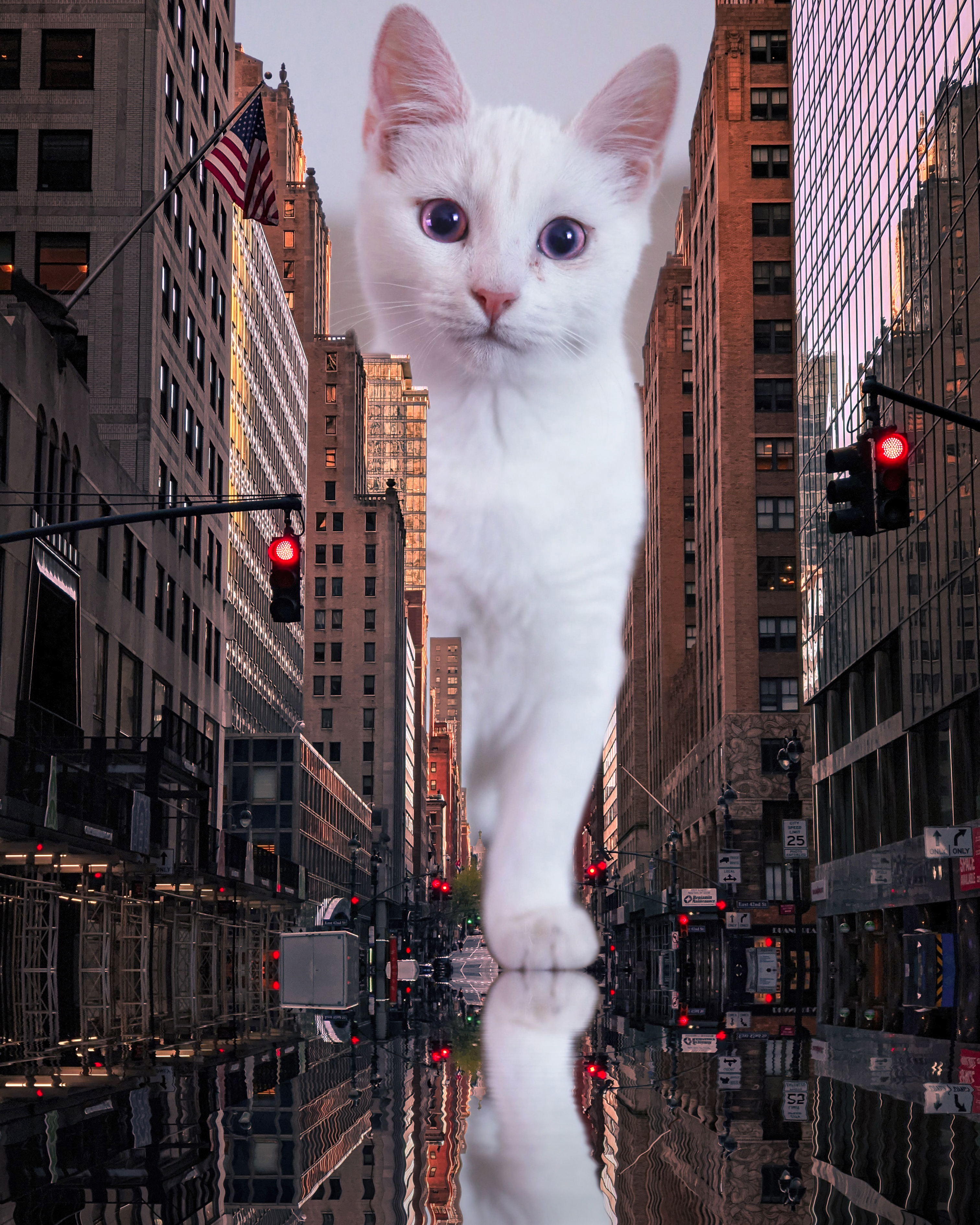 big white cat in new york
