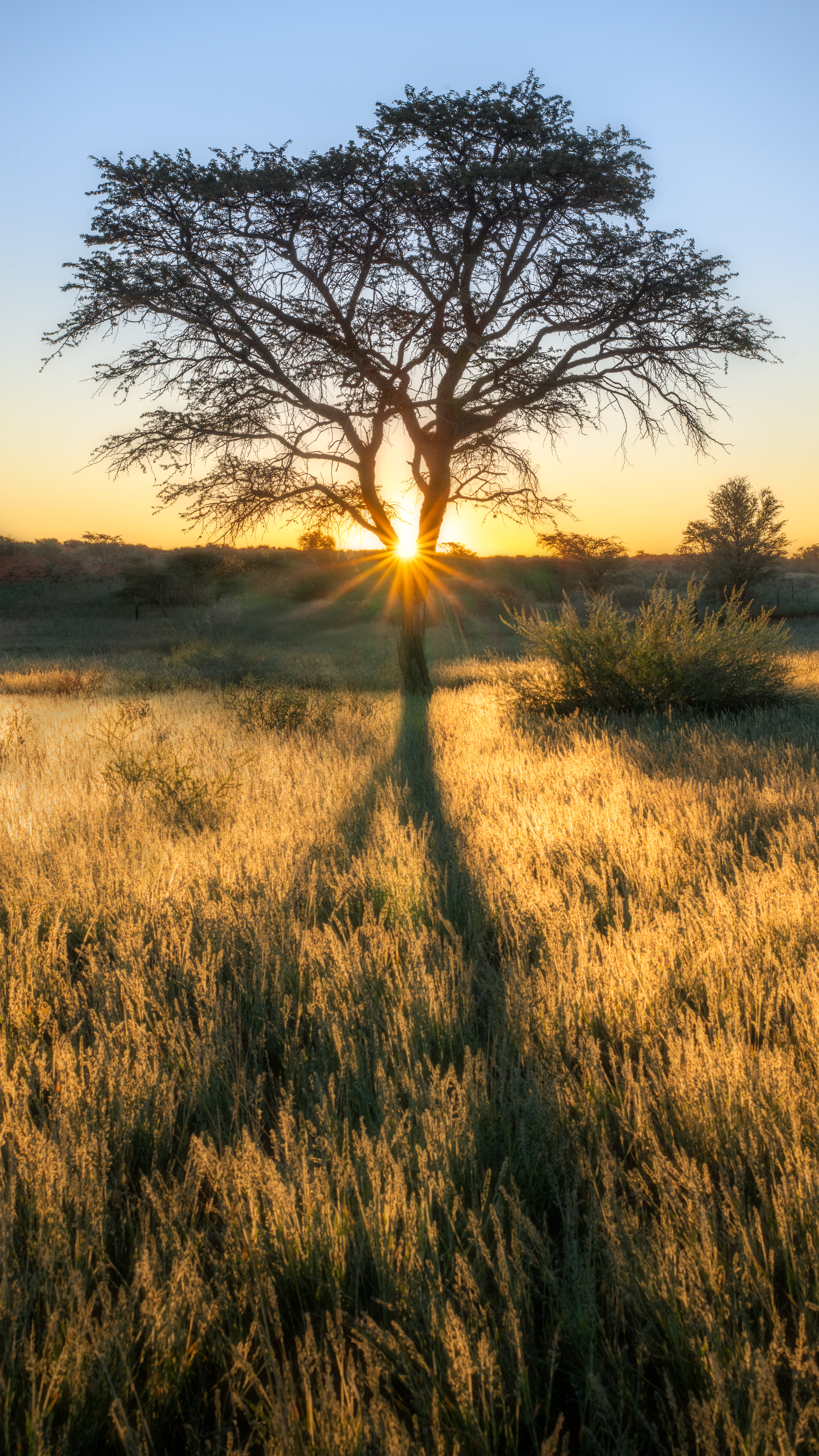 Reaching for the Light