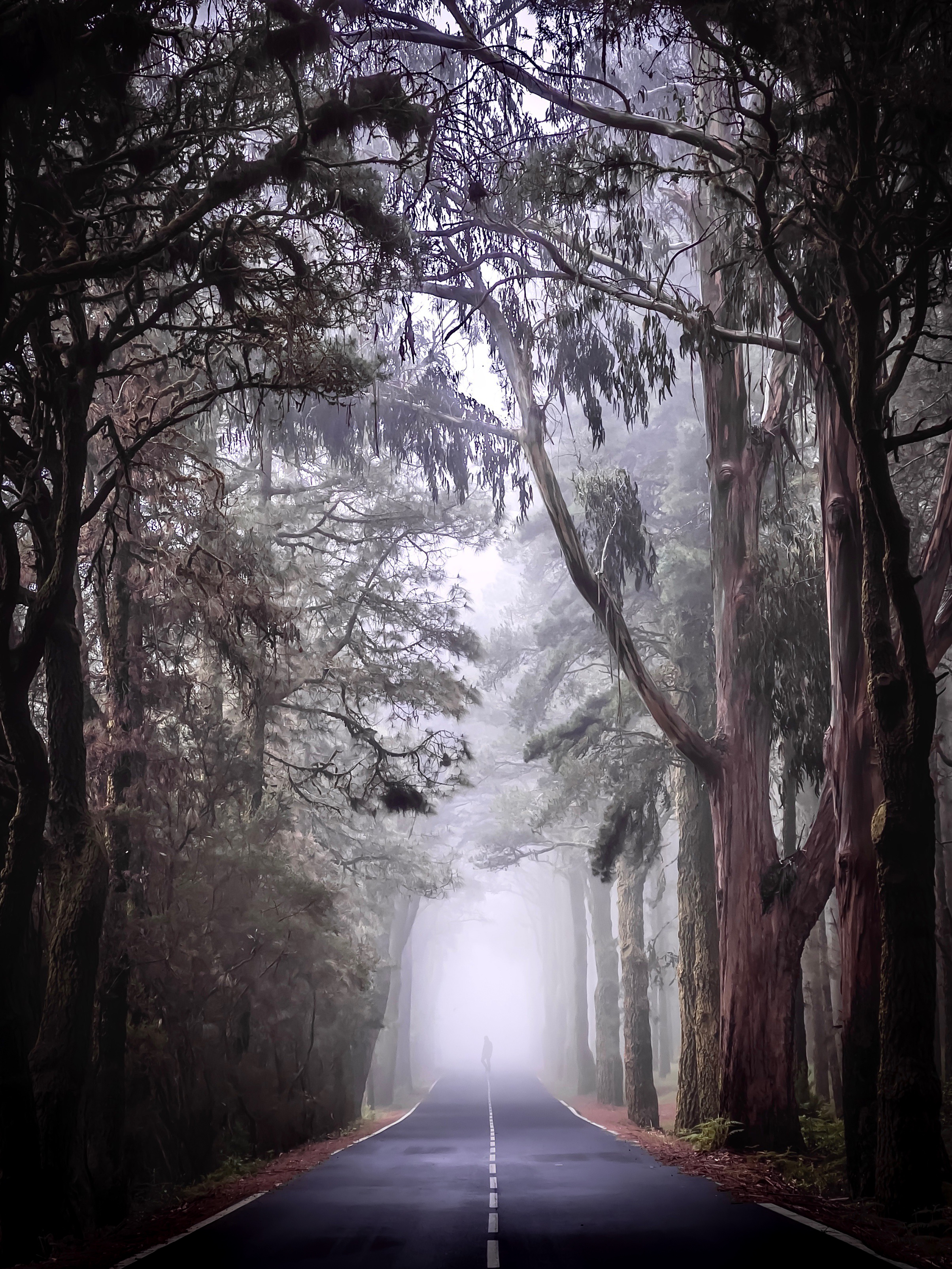 Captured by the forest