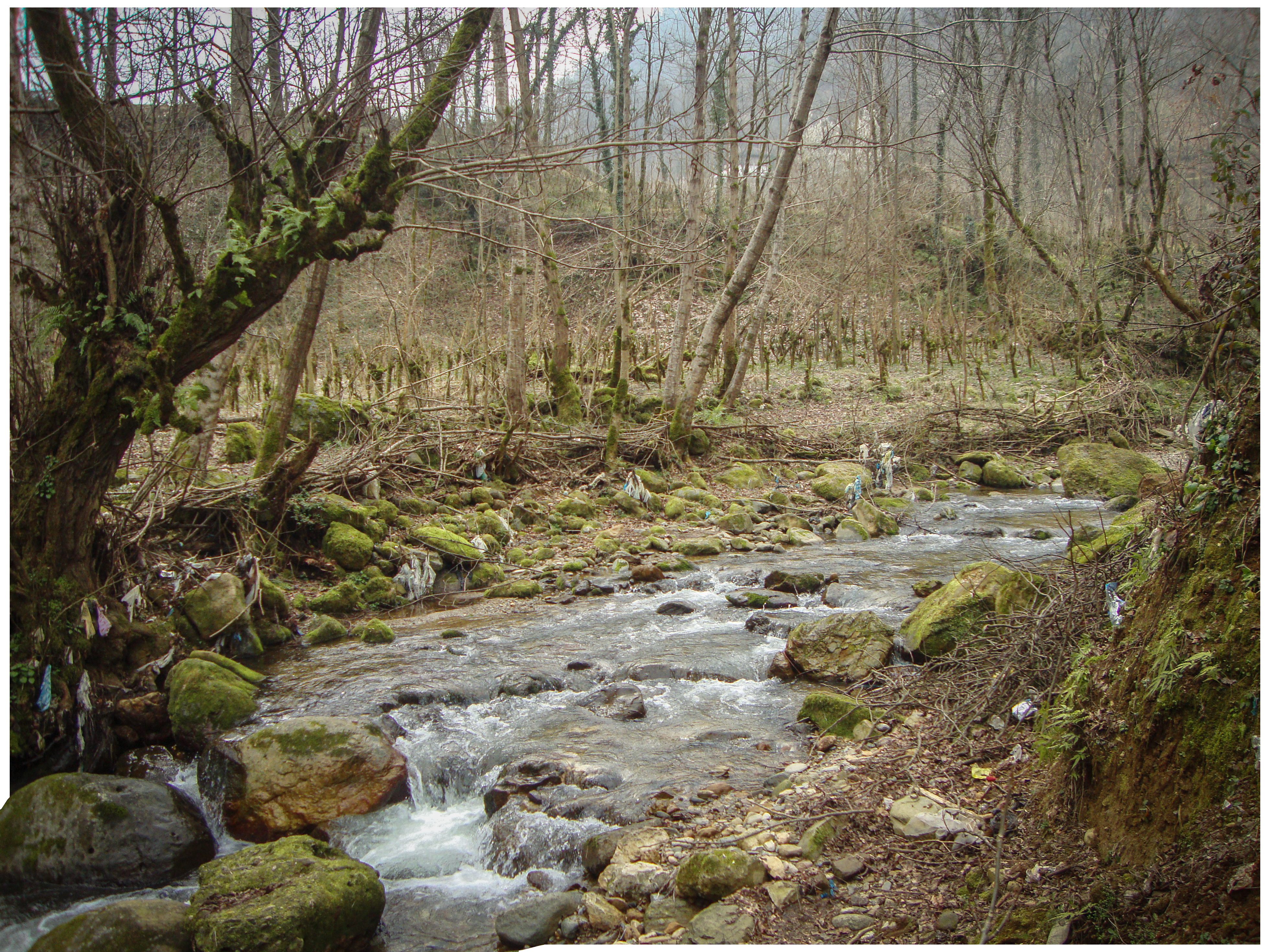 Nature that no longer breathes because of us