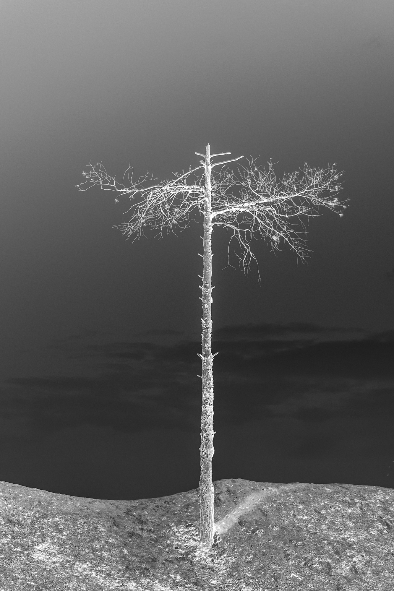Border Trees 1