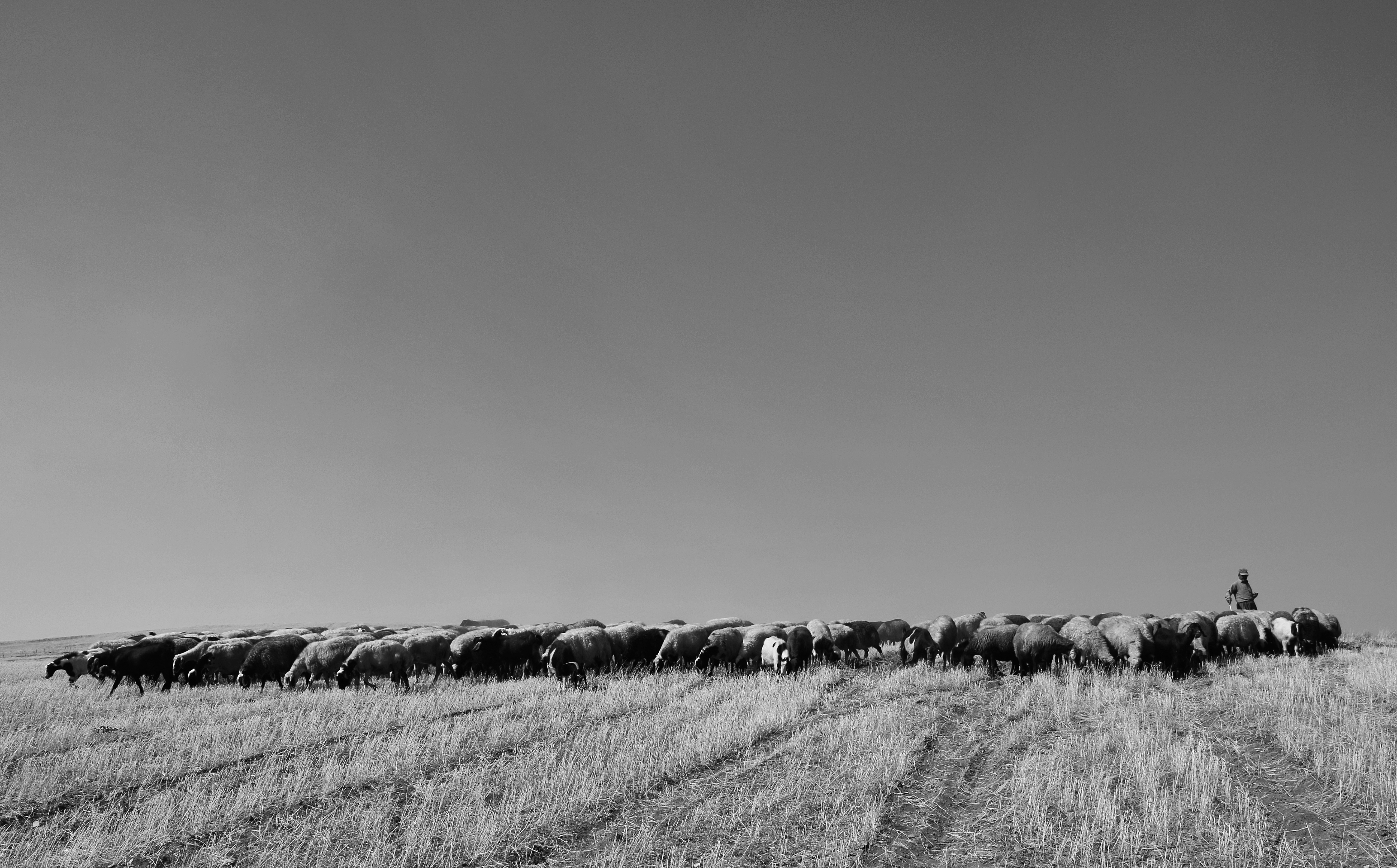 Flock