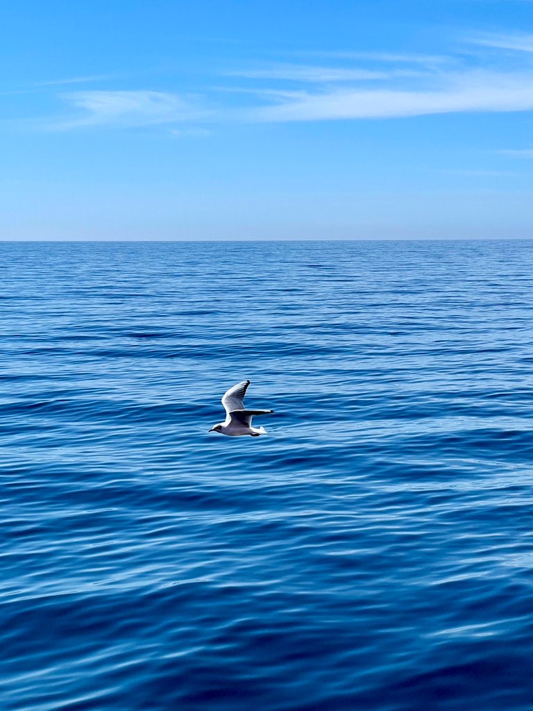 The Freedom Over the Endless Blue 🌊🕊️