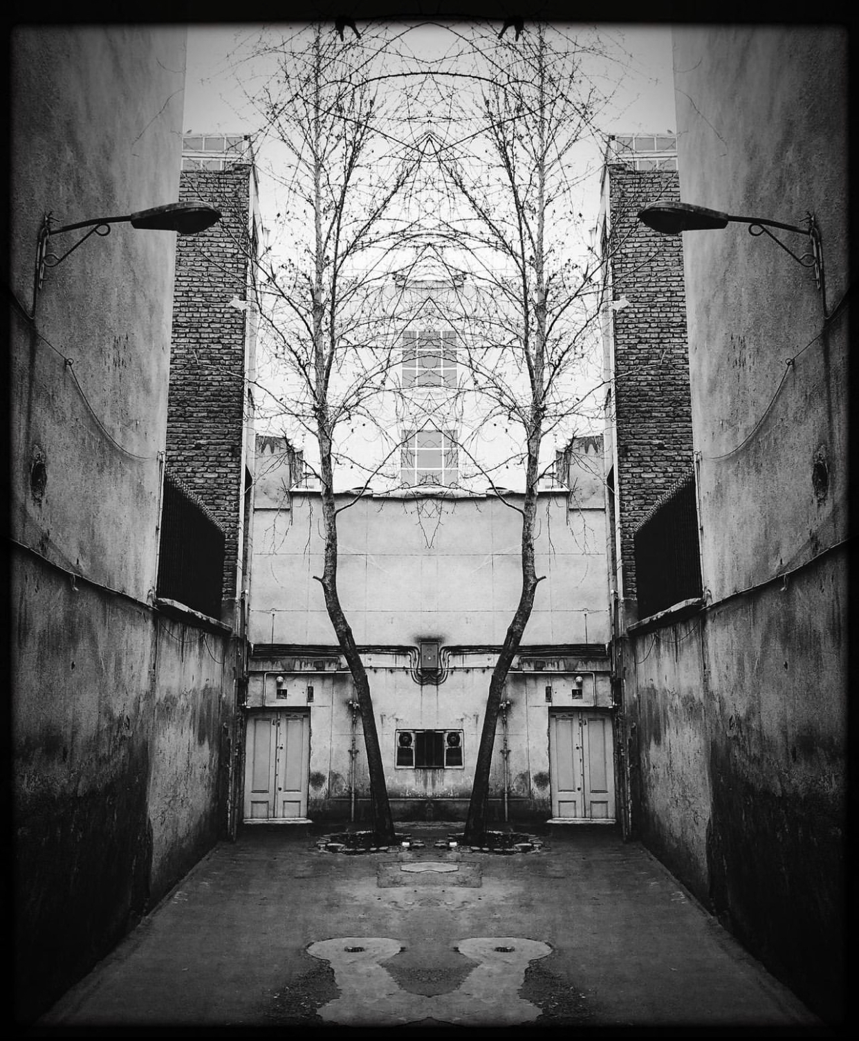 Mirror Trees