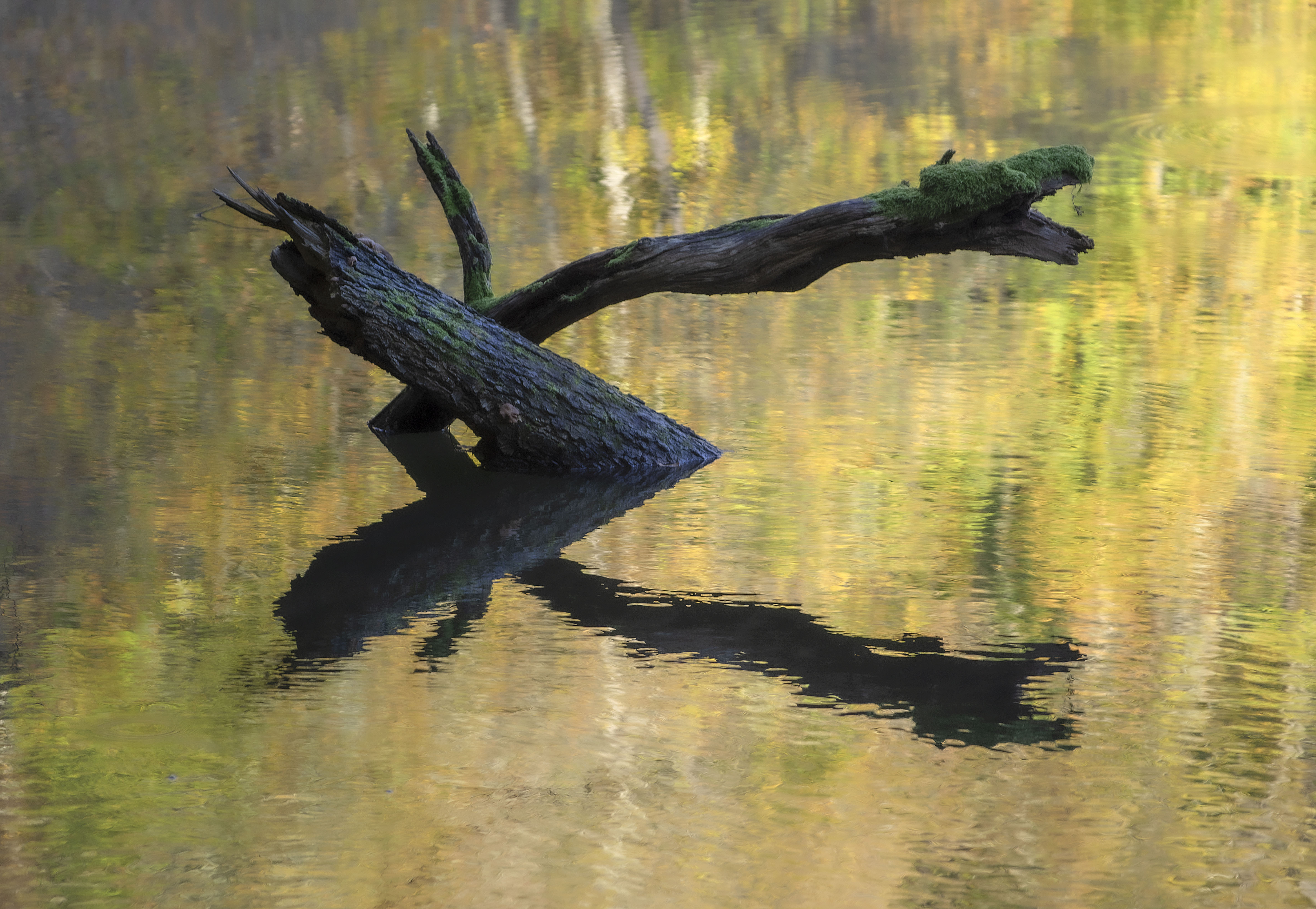 Fallen Branch