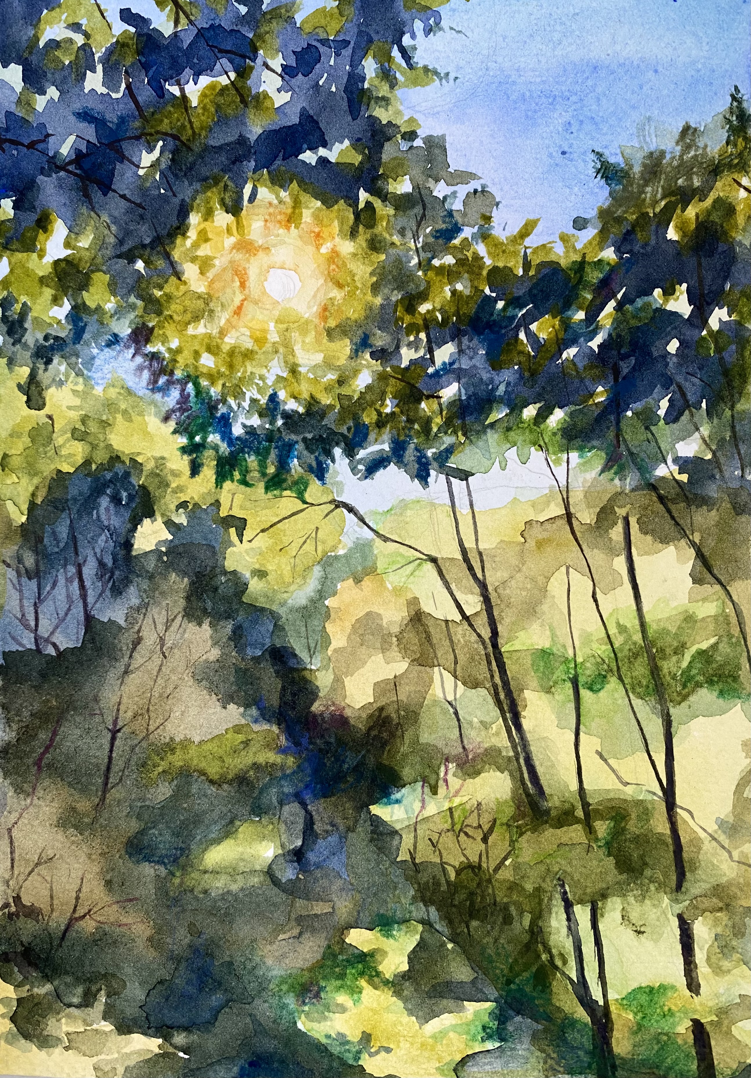Sun in the forest
