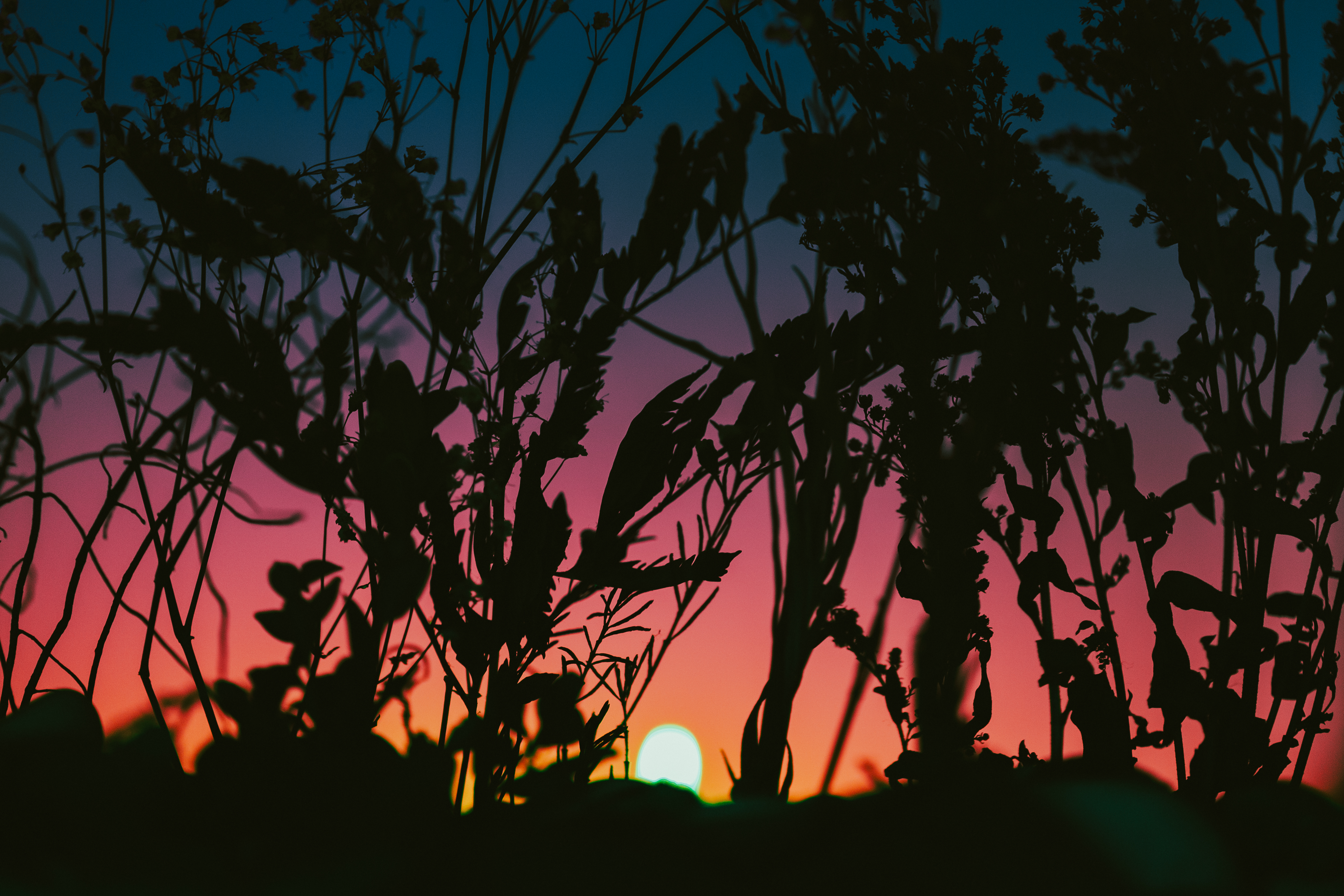 The Sunset That Never Was