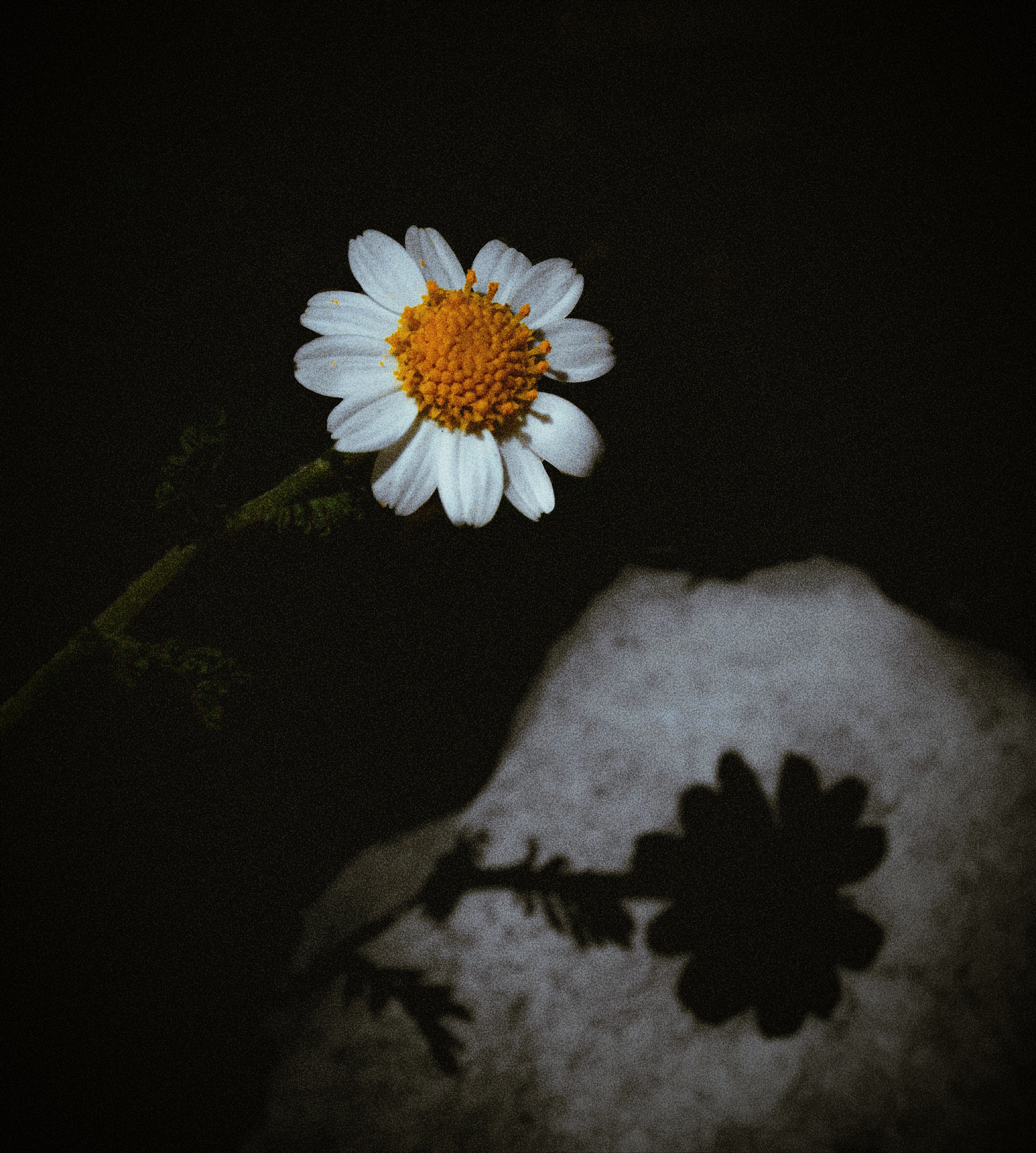Eternal Bliss