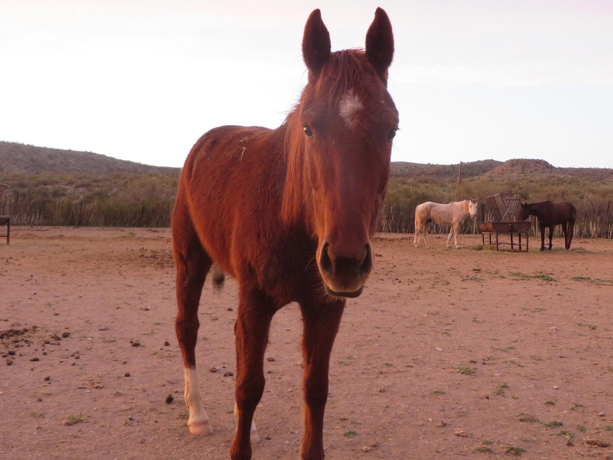Horsing Around_Healing PTSD &...