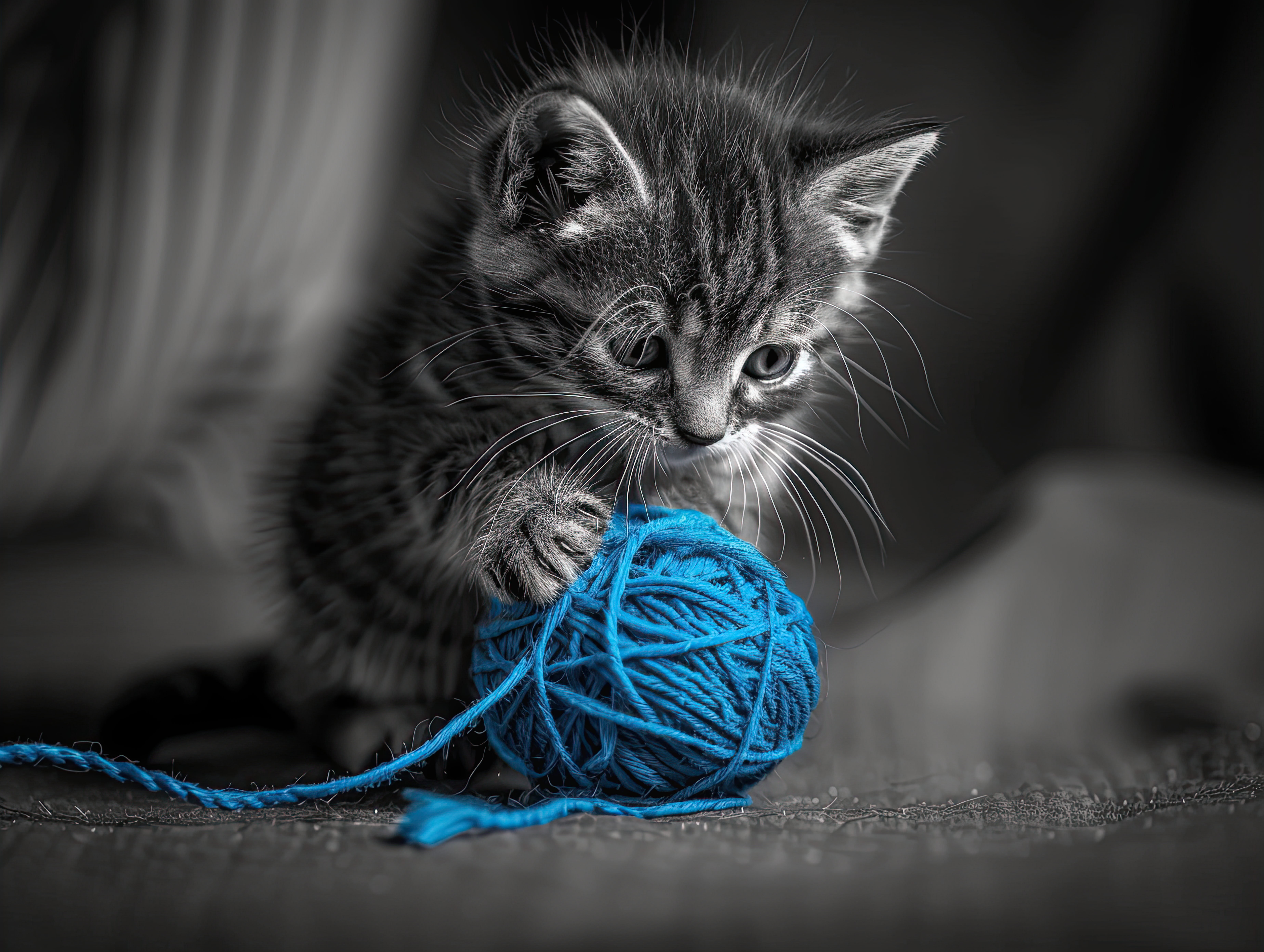 Playful Curiosity