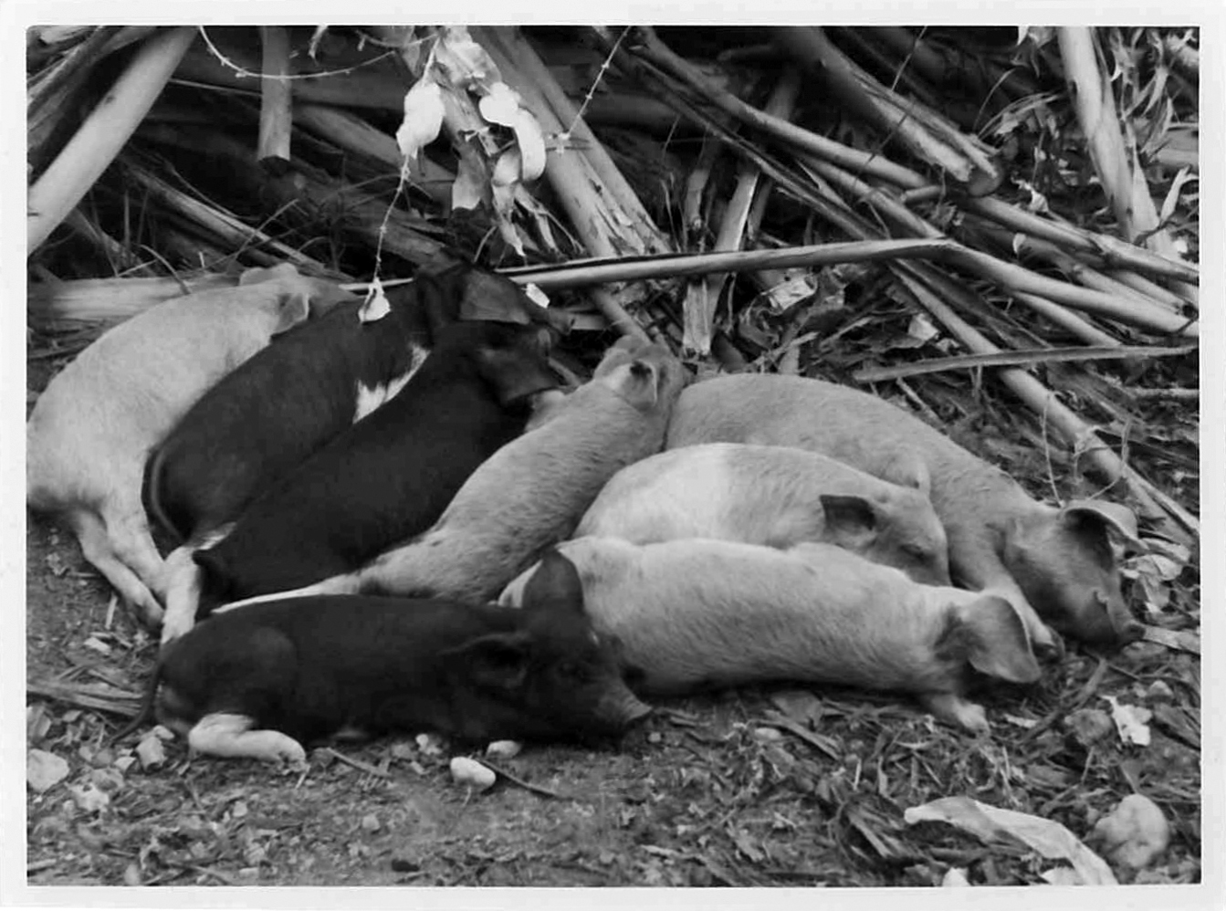 Piglets