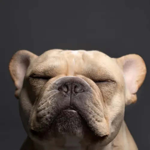 French Bulldog #DA065