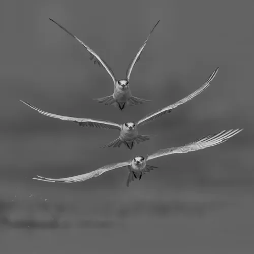 Leggiadro Flying