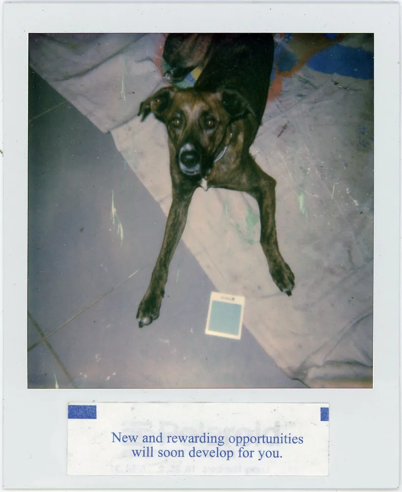 Polaroid Fortunes #8