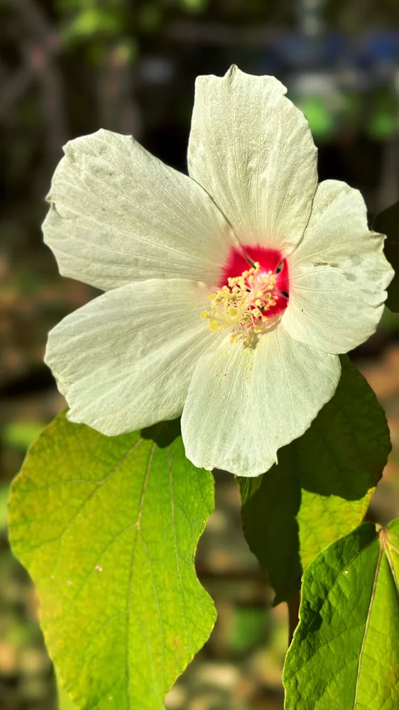 afternoon bloom