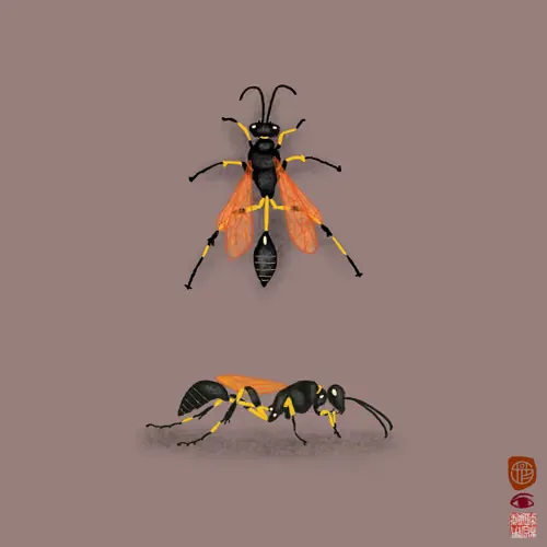 potterwasp